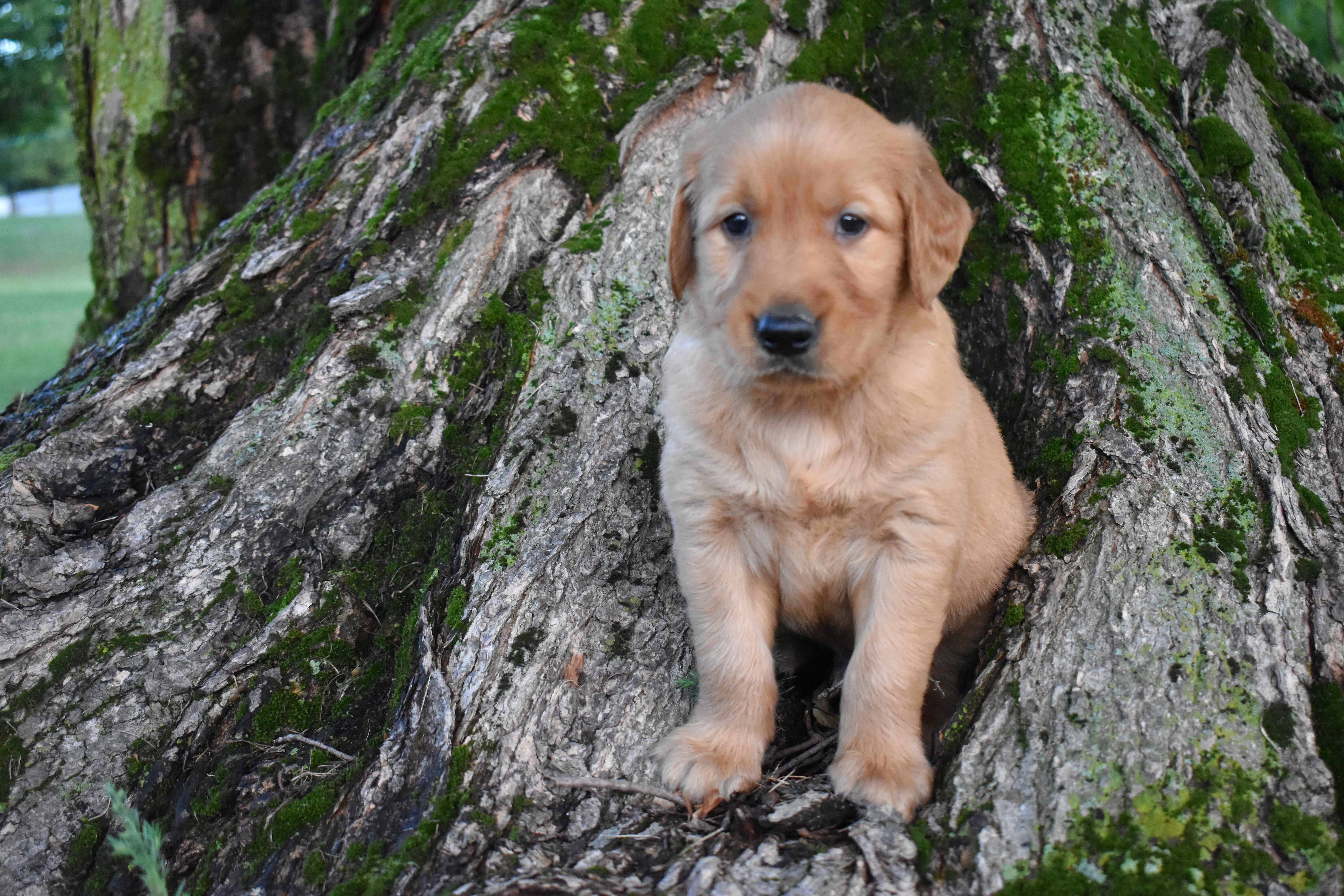 puppy
