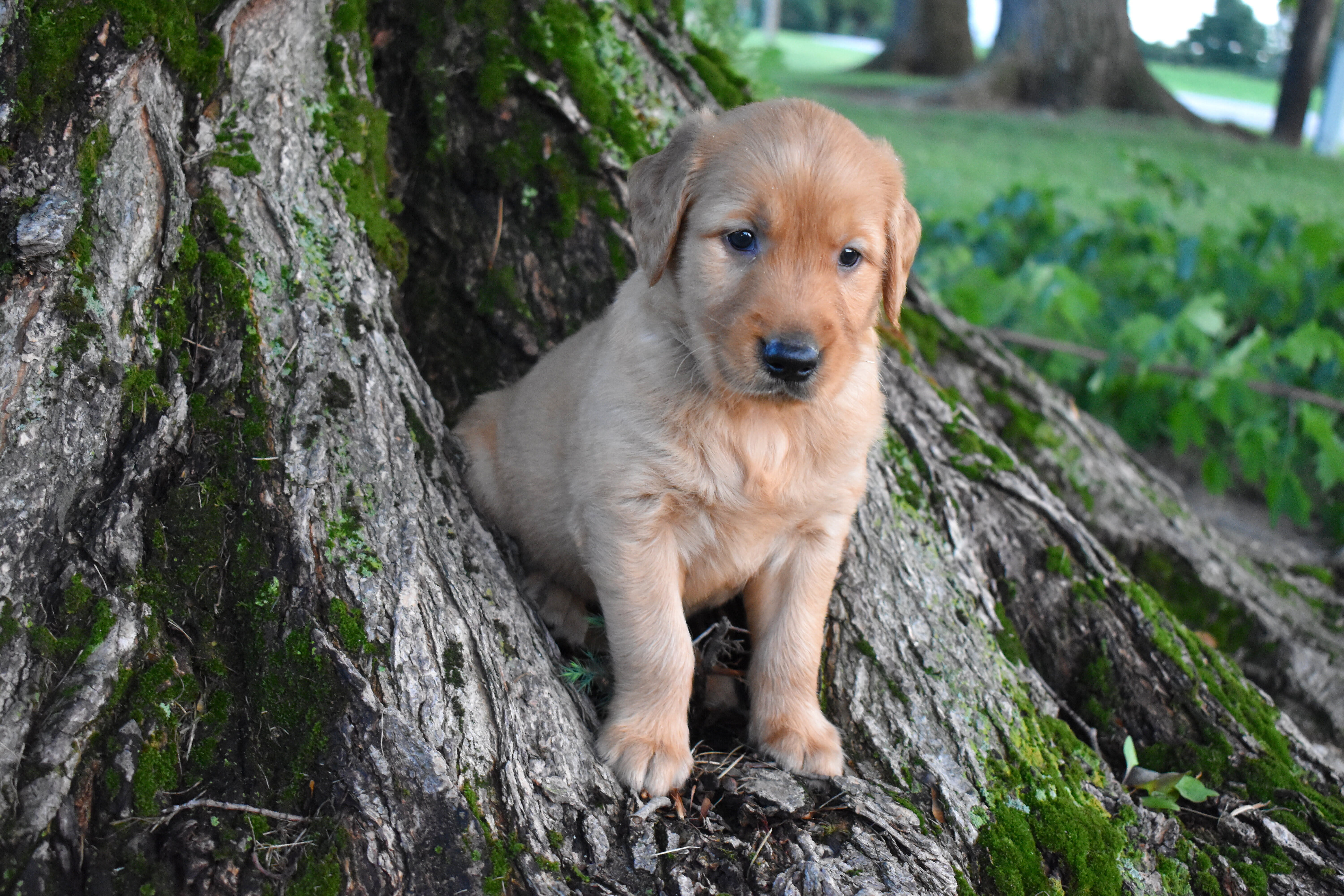 puppy
