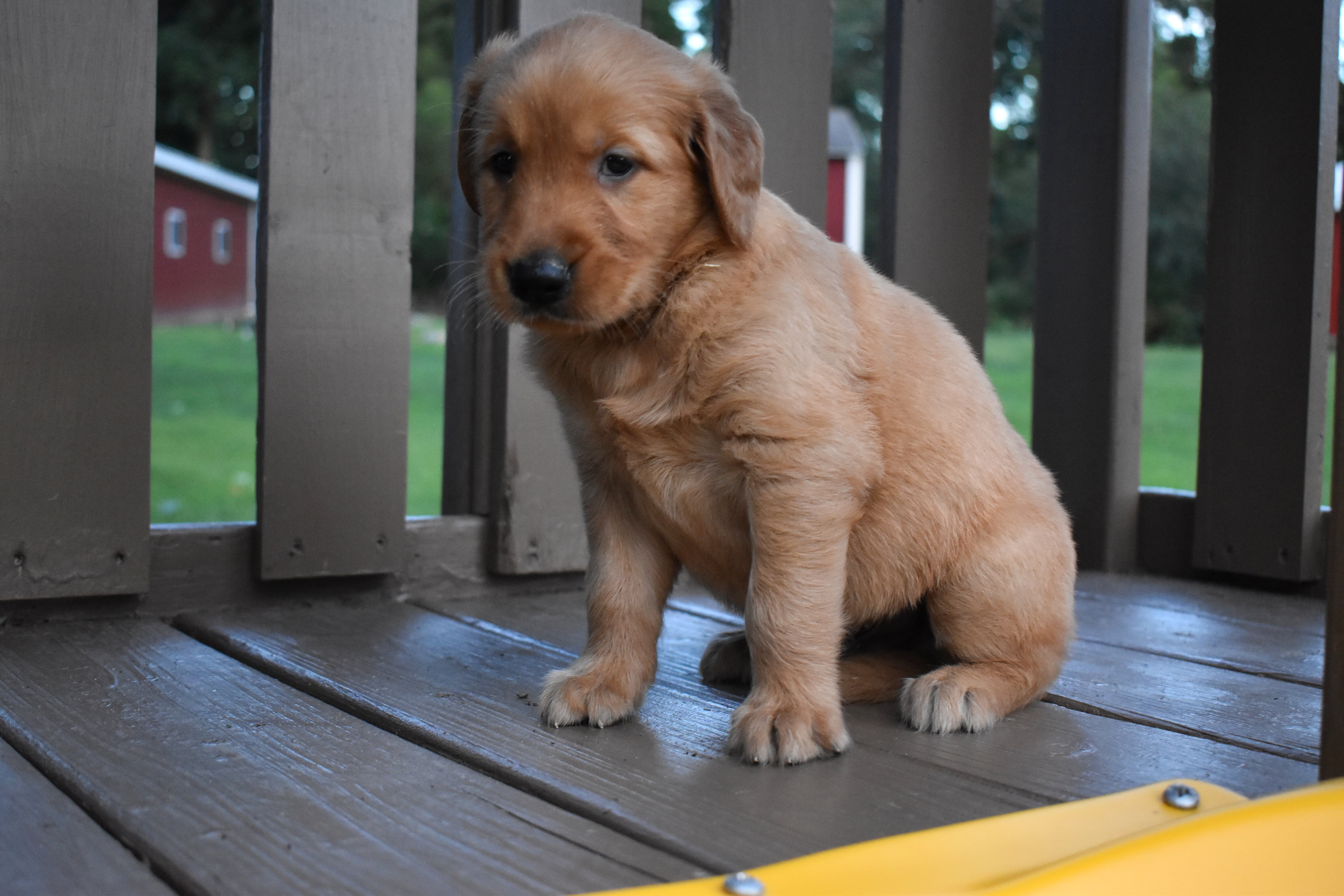 puppy