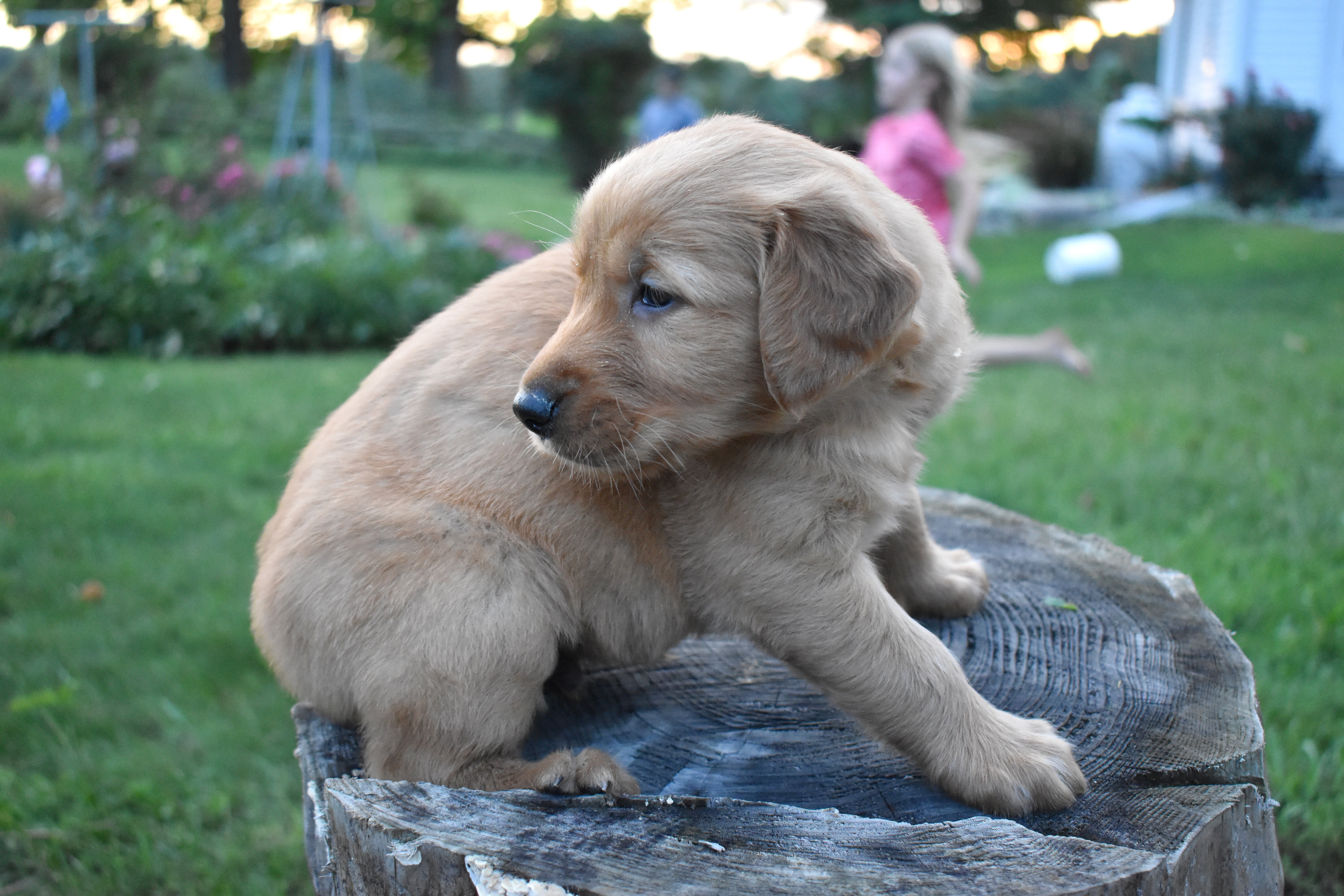 puppy