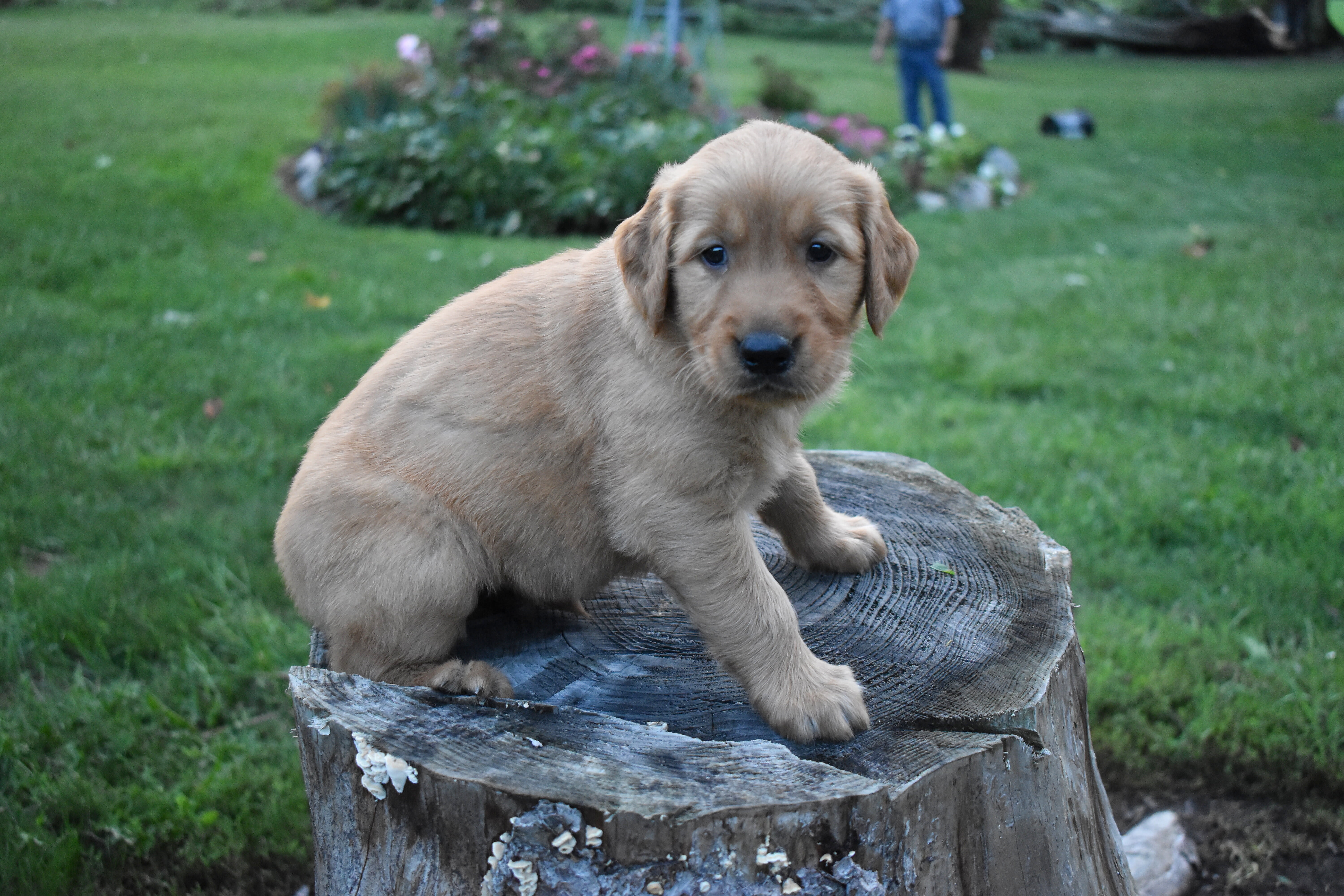 puppy