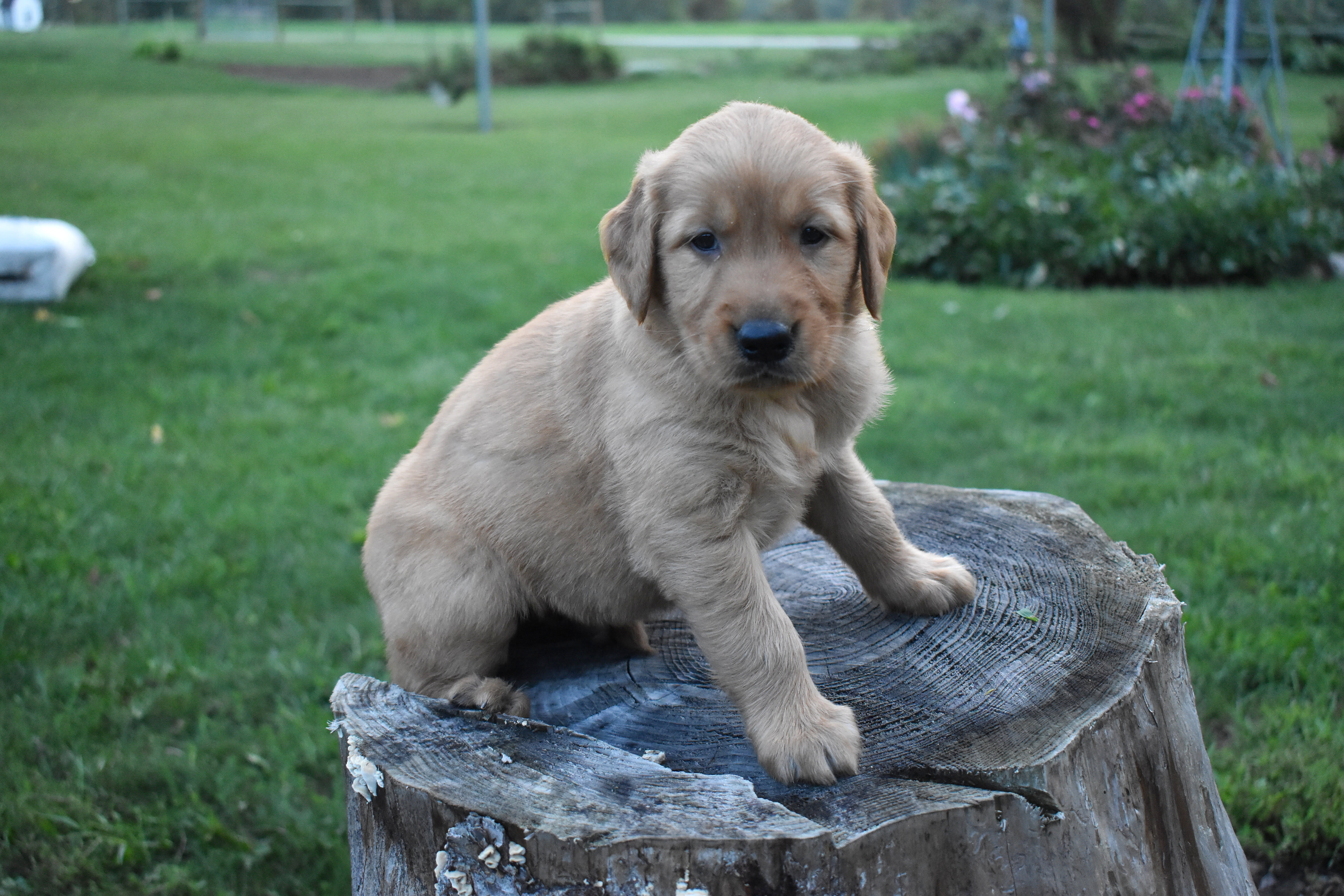 puppy