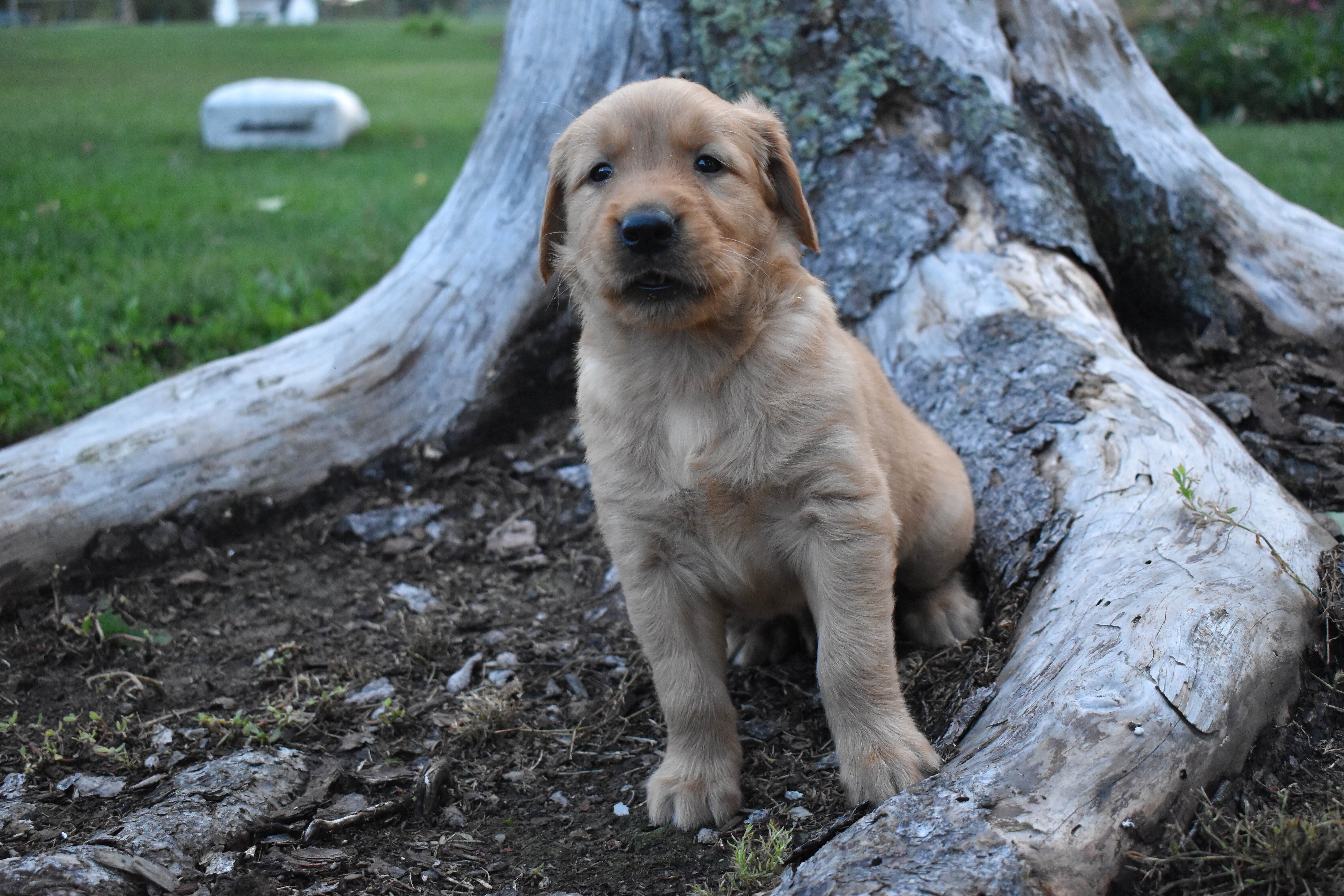 puppy