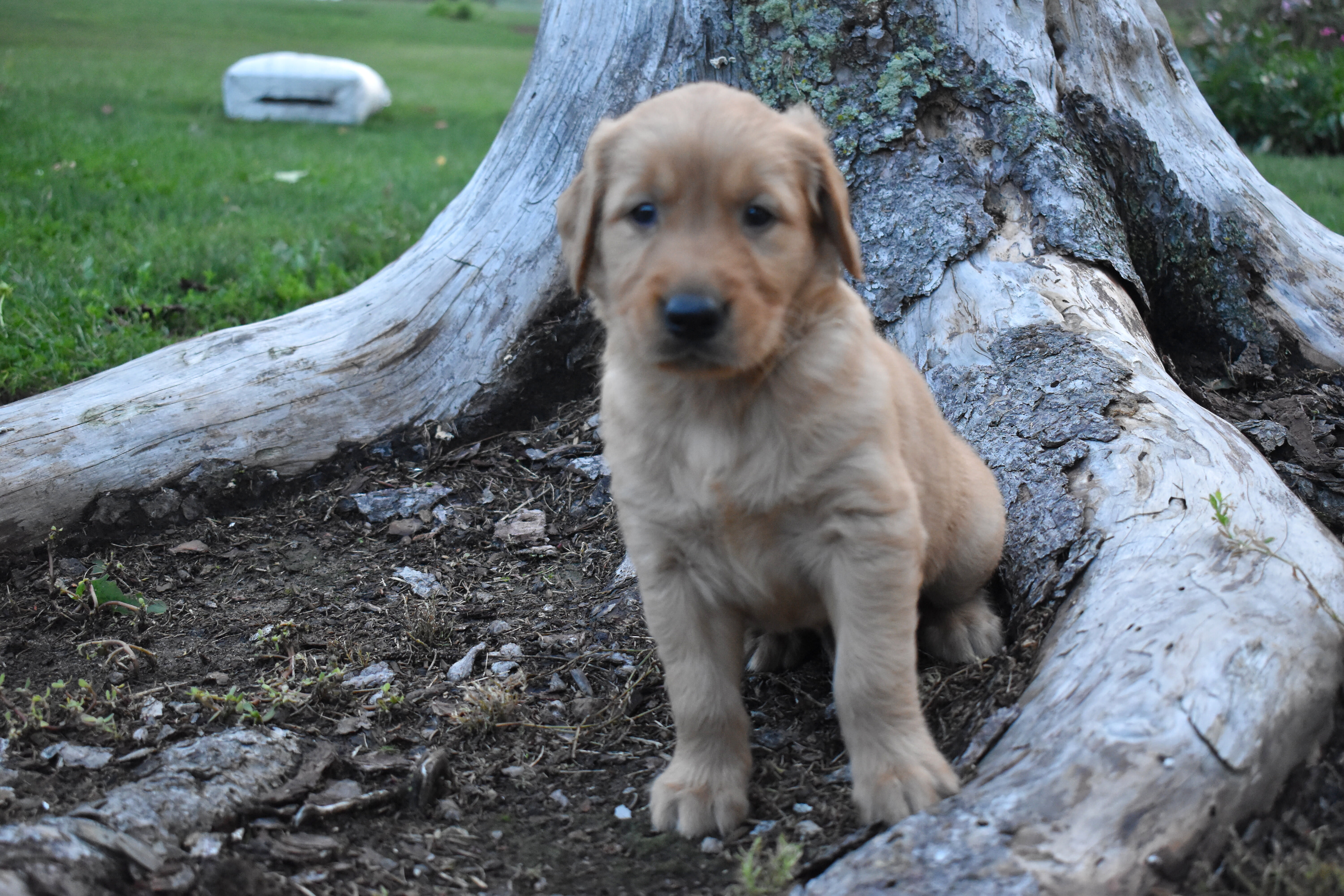 puppy