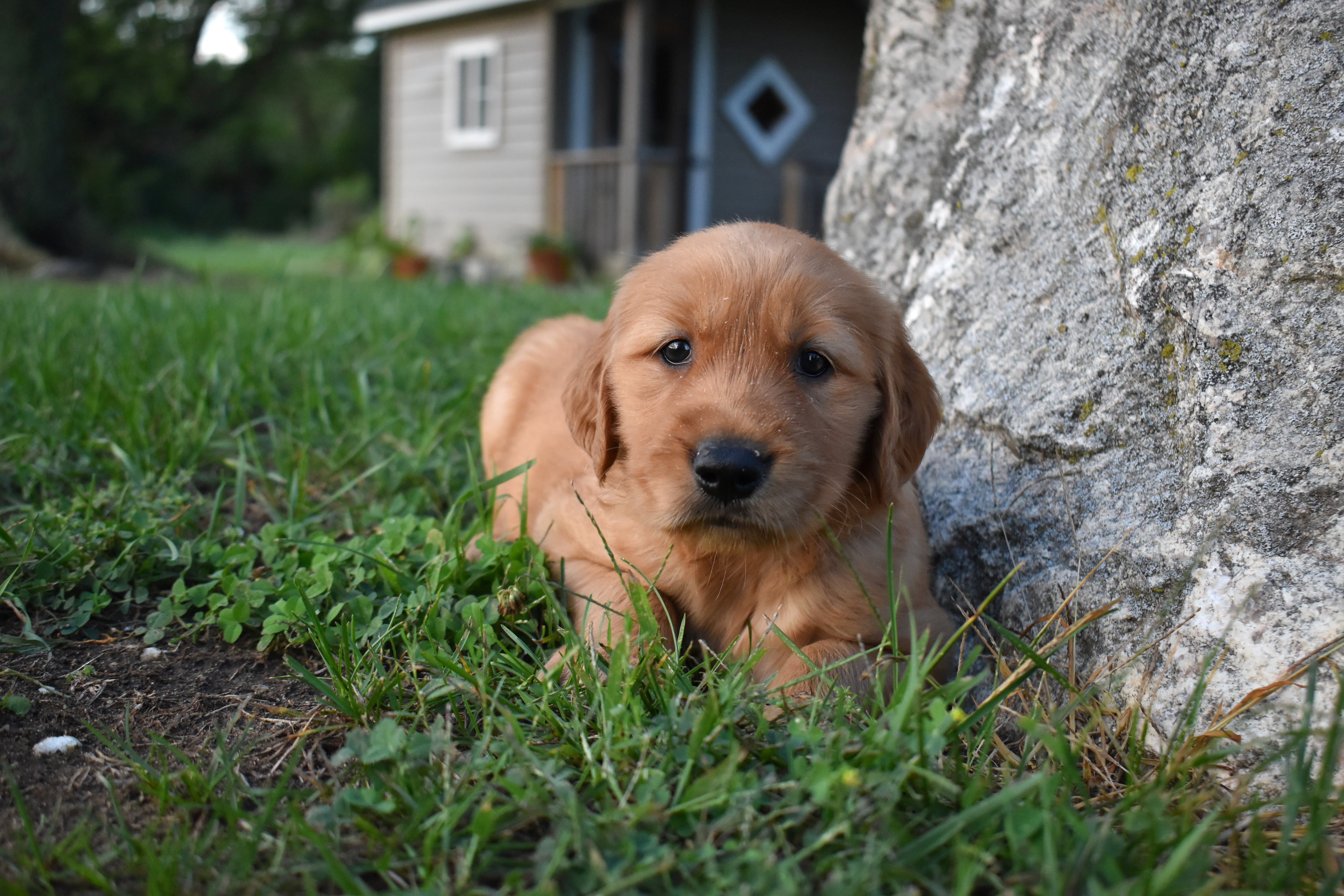 puppy