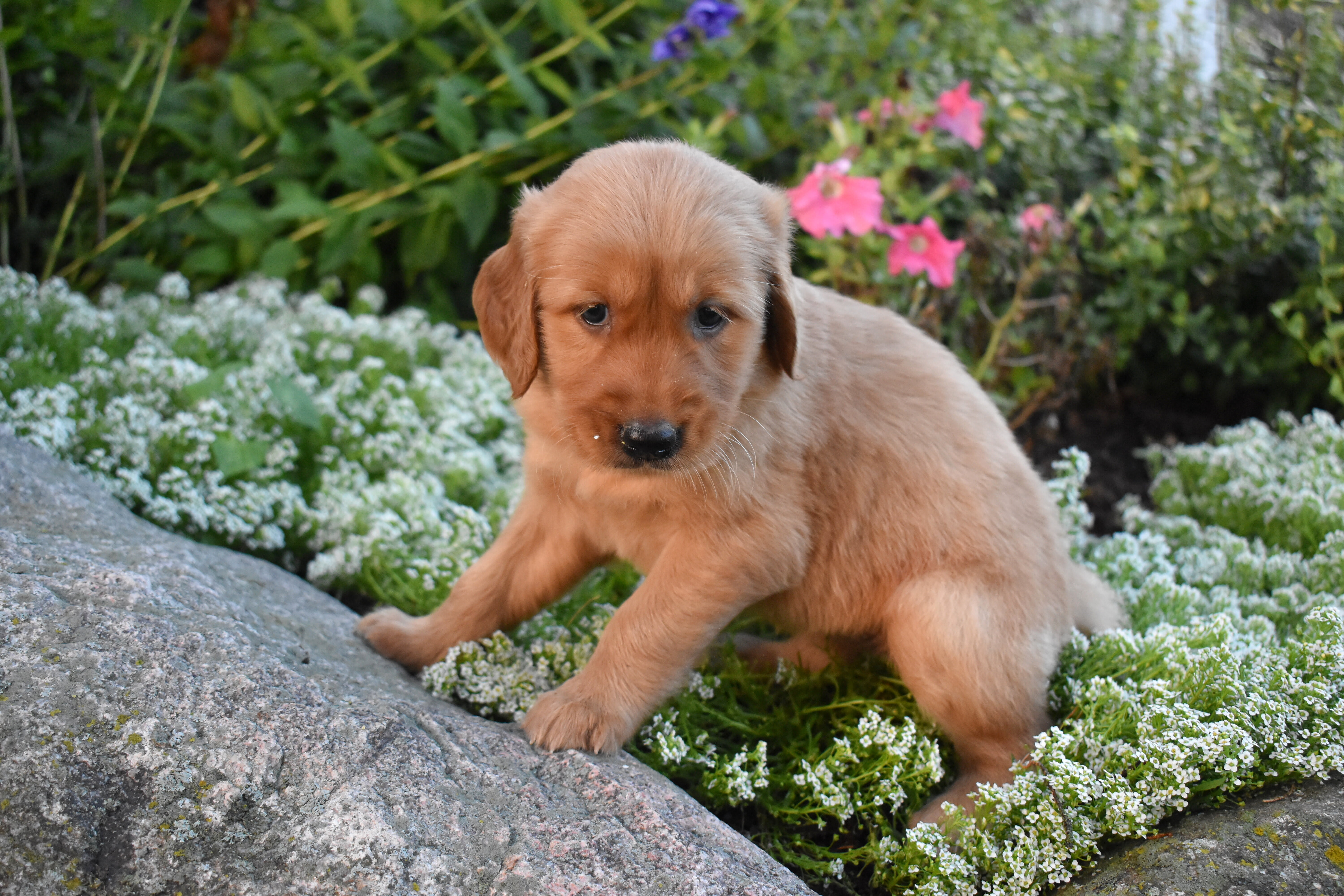 puppy