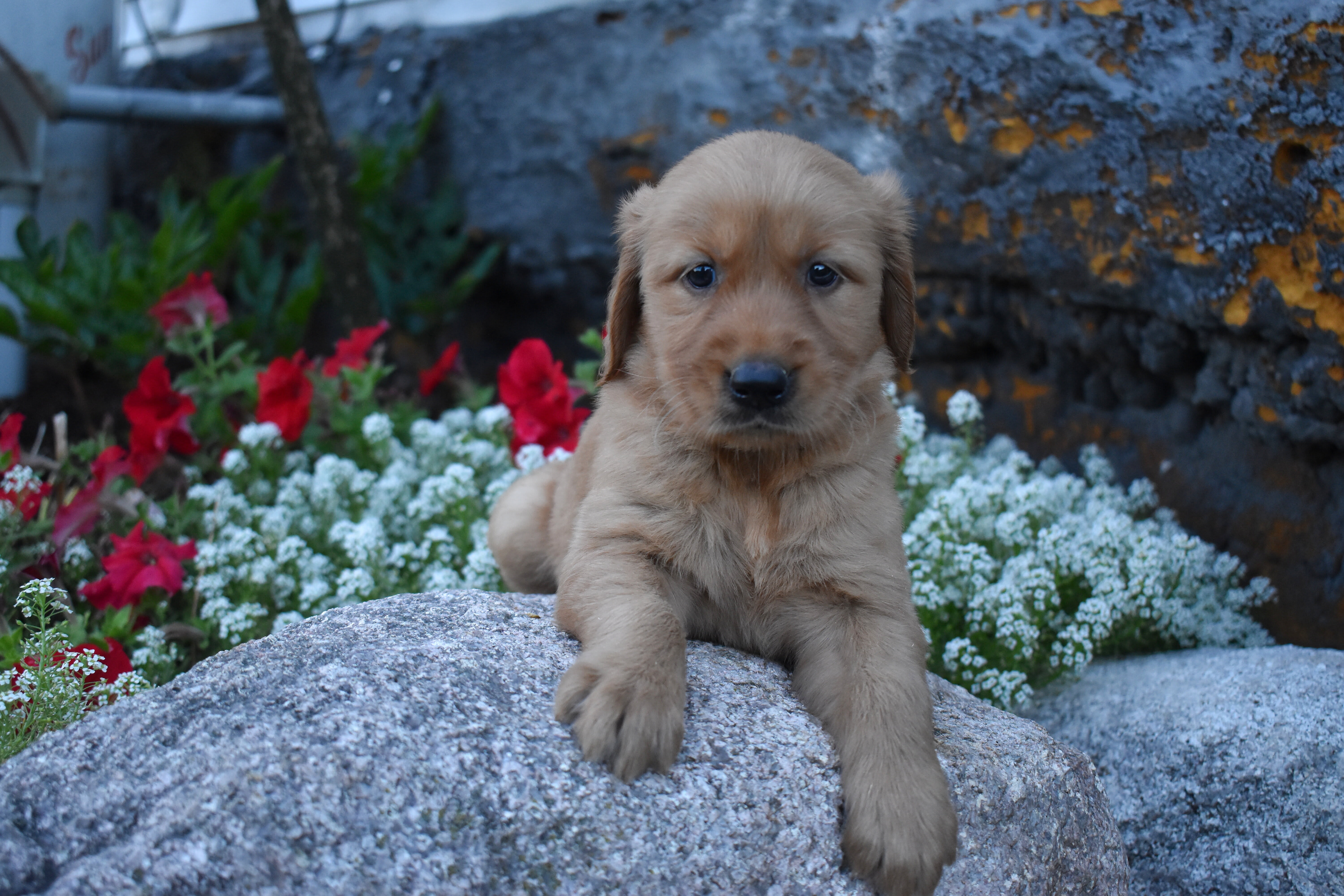puppy