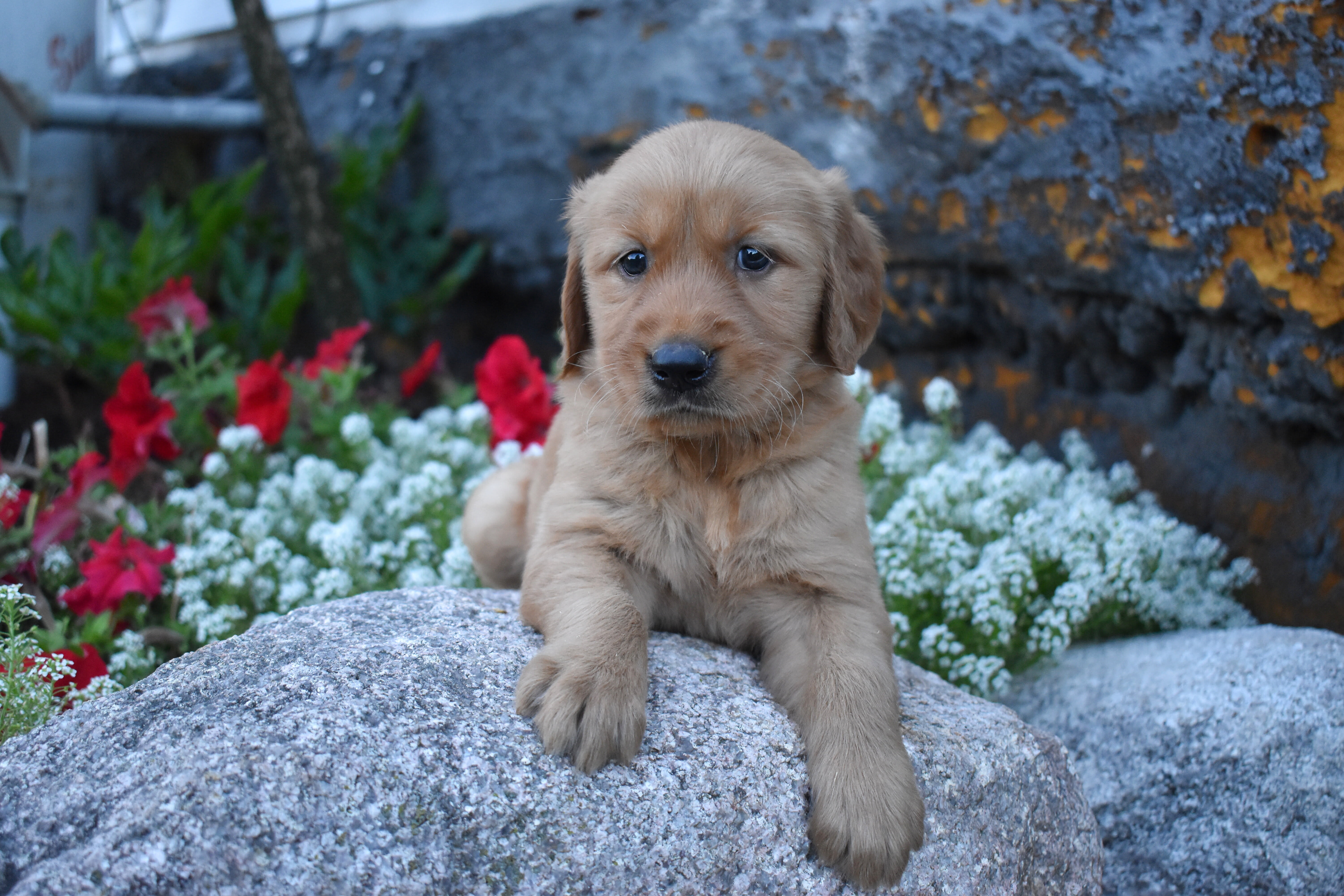 puppy