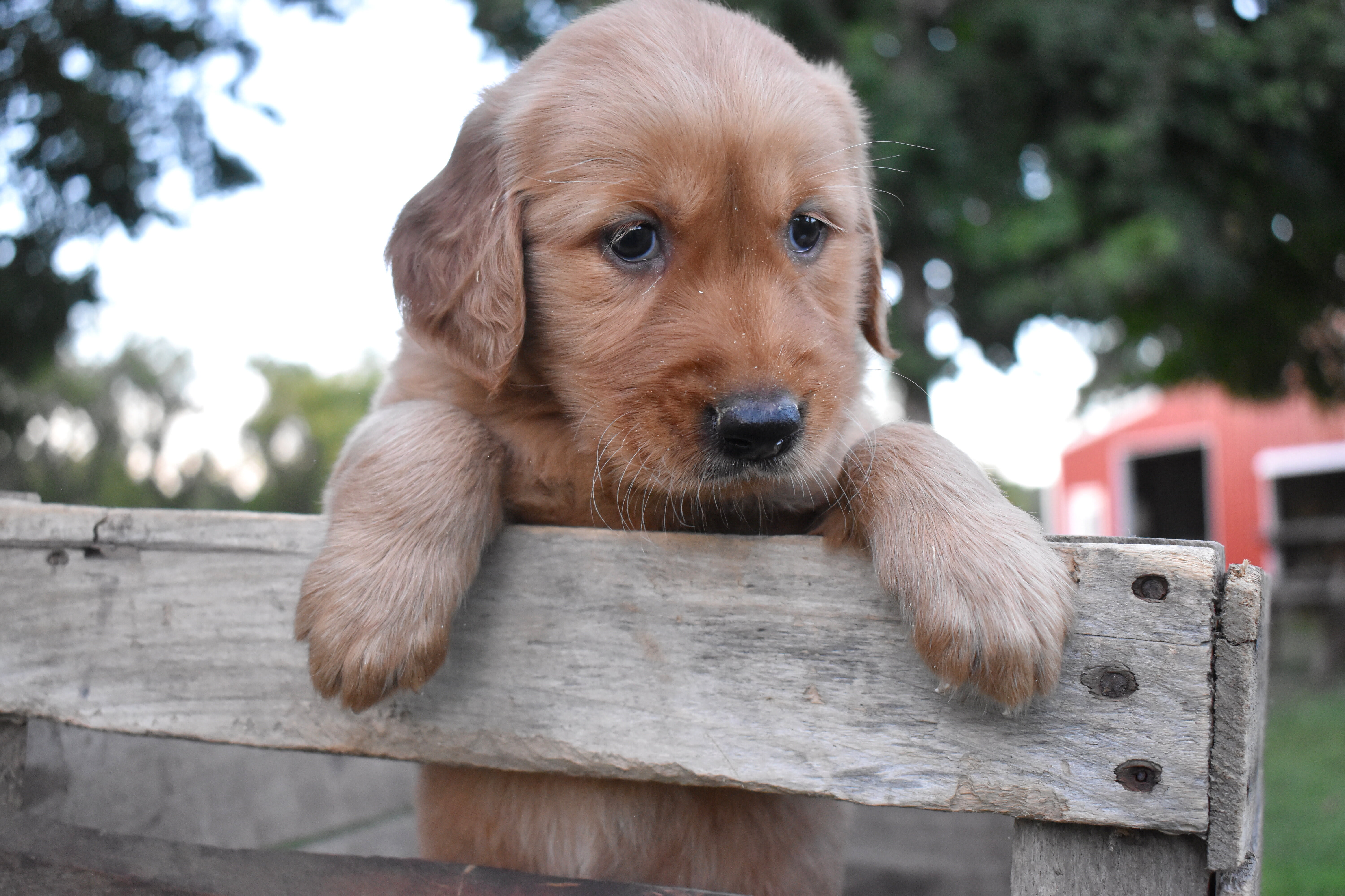 puppy