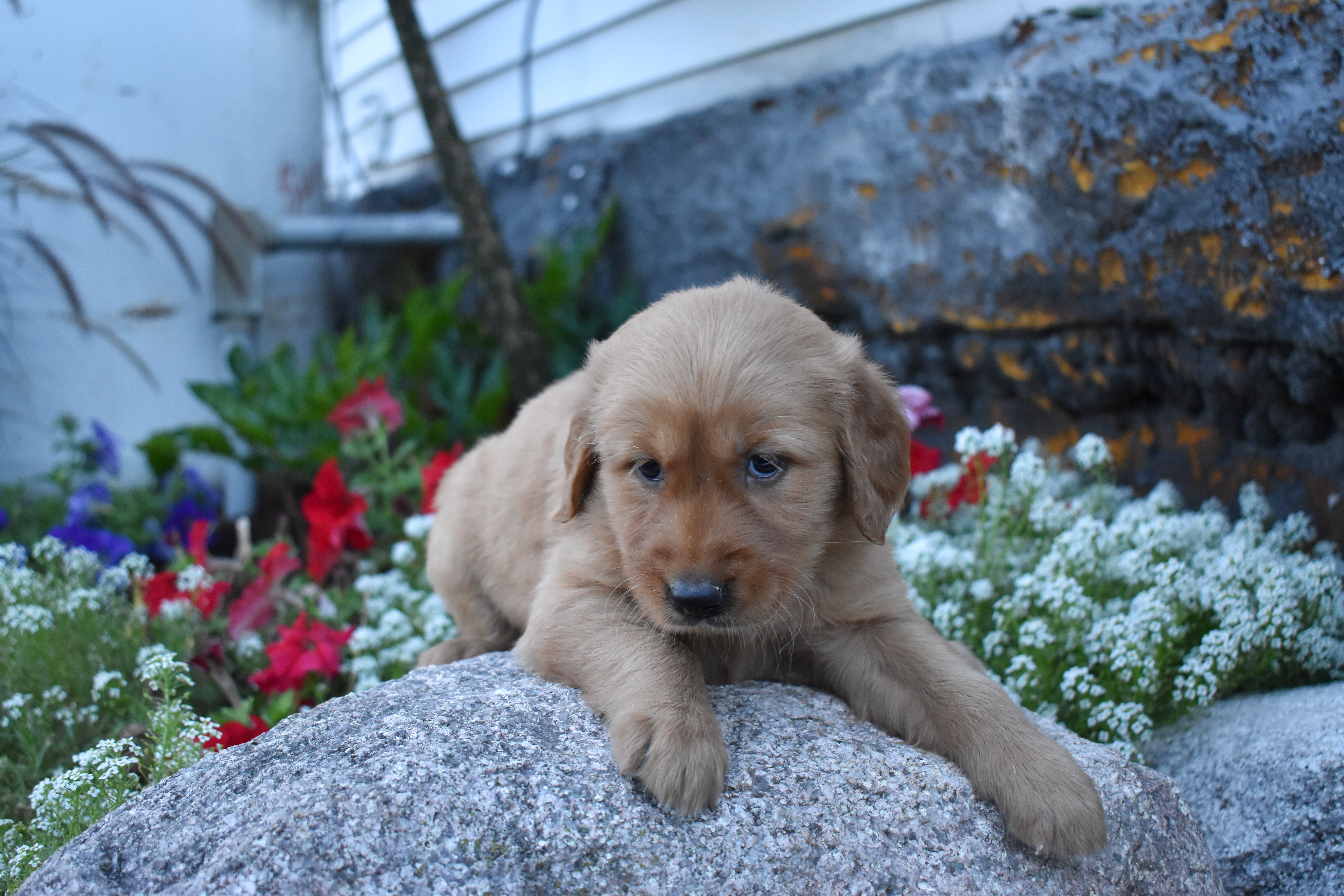 puppy
