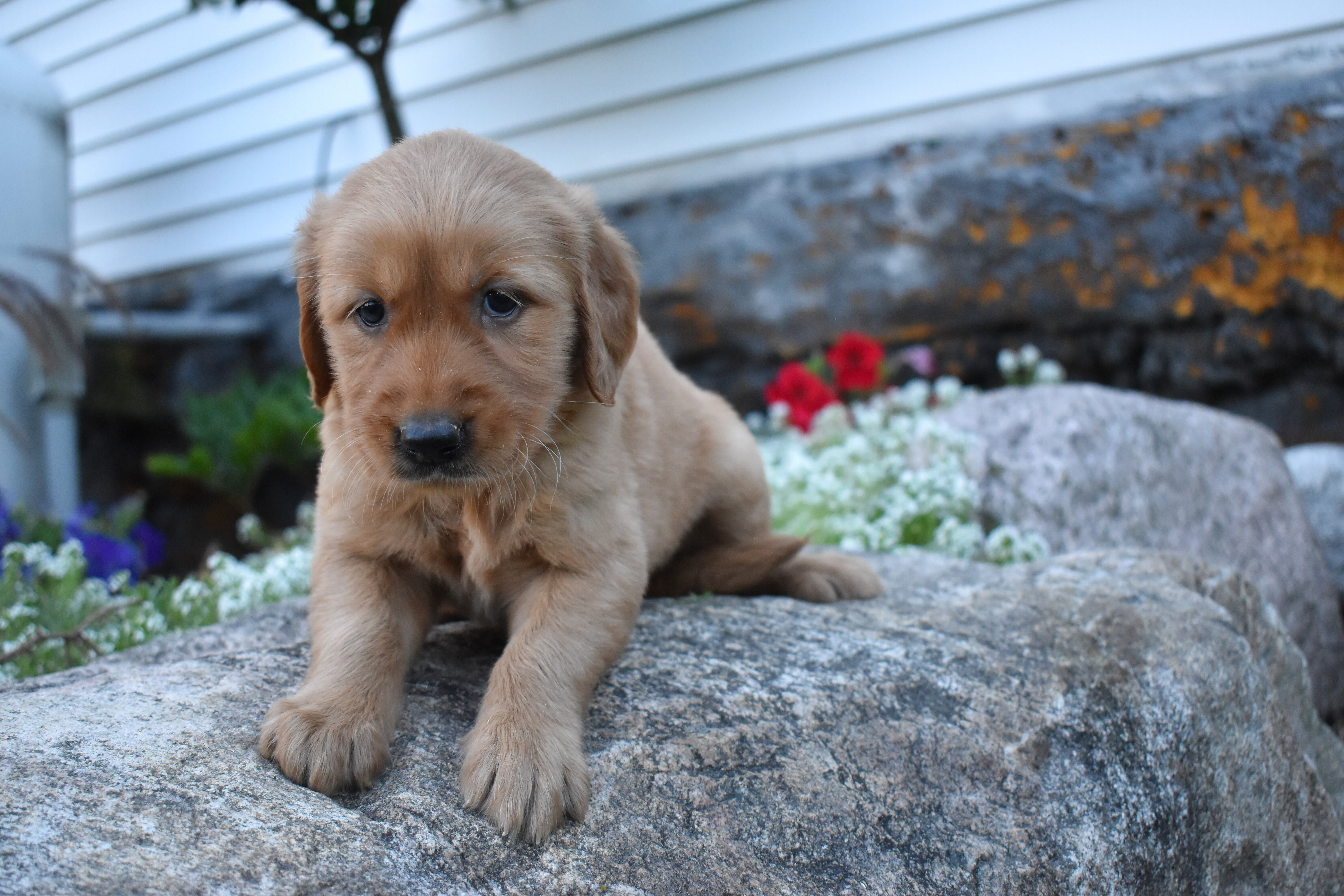 puppy