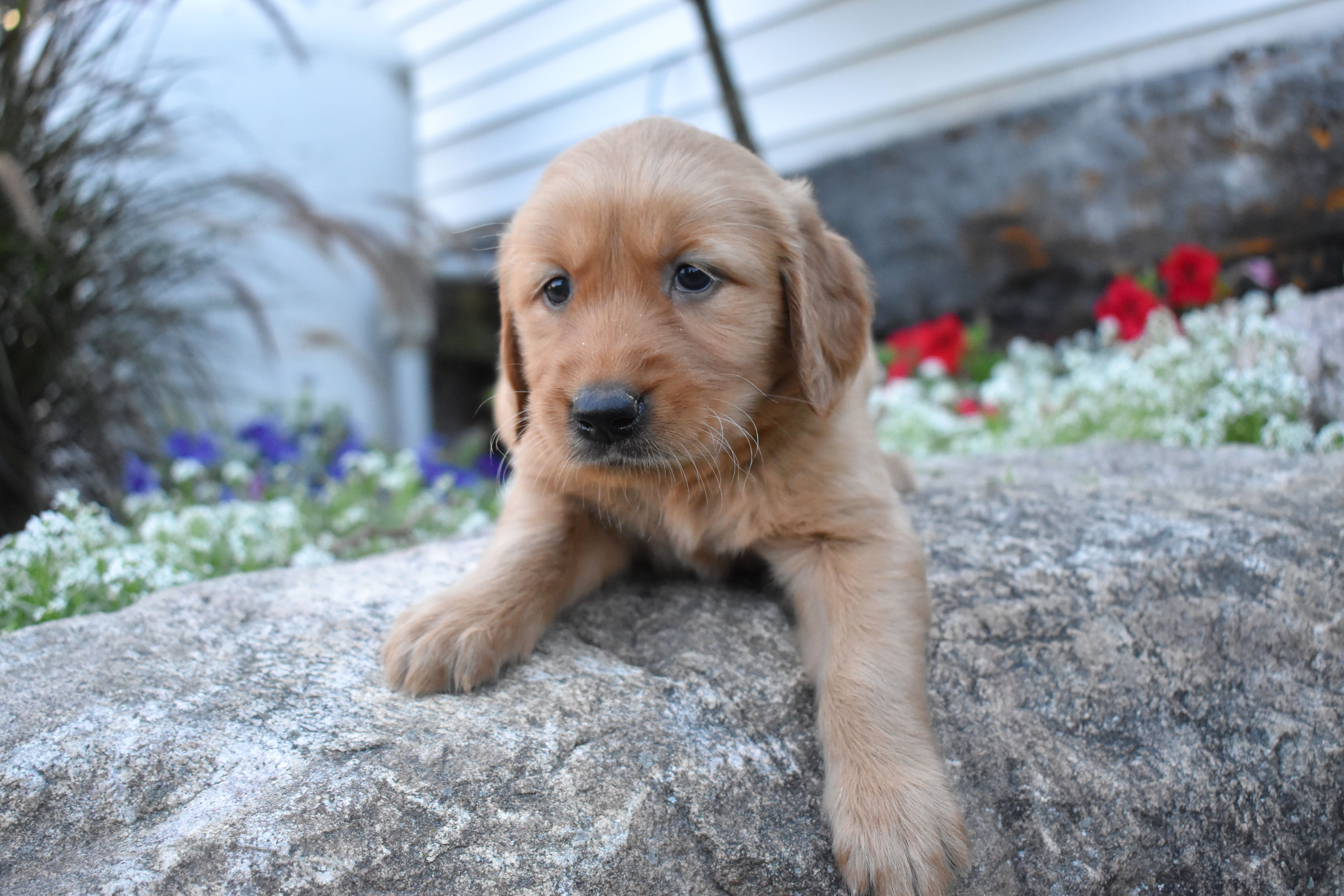 puppy