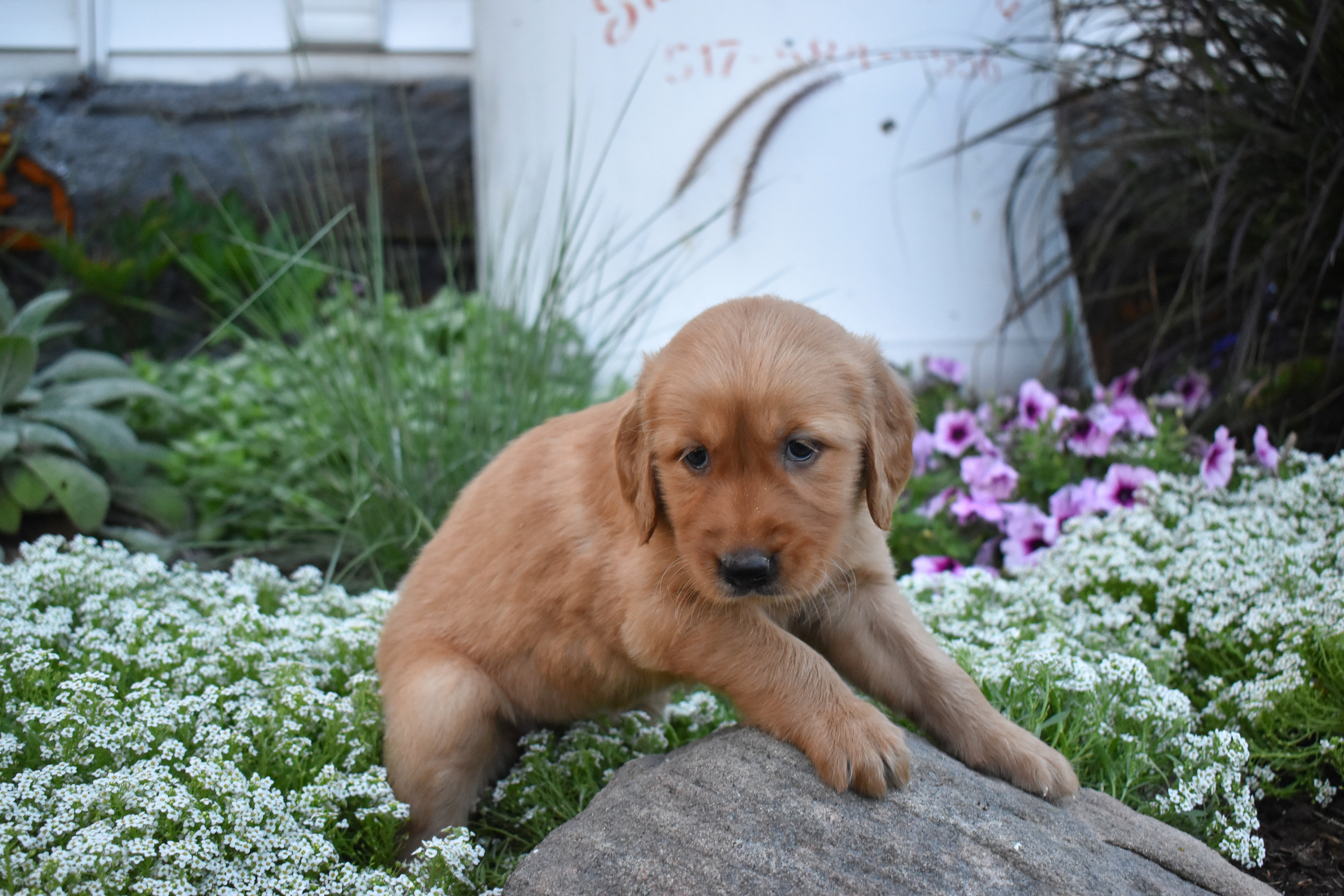 puppy