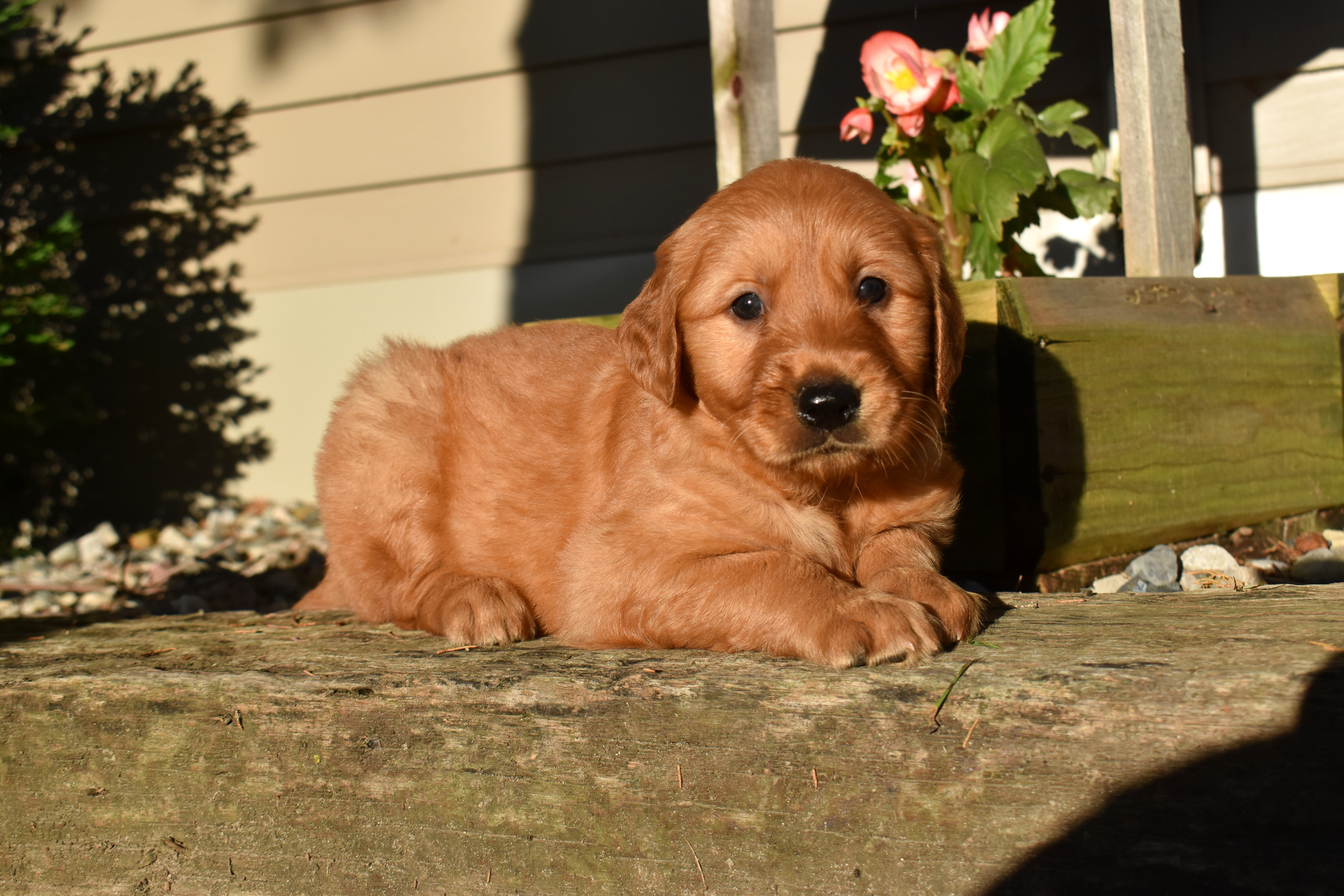 puppy