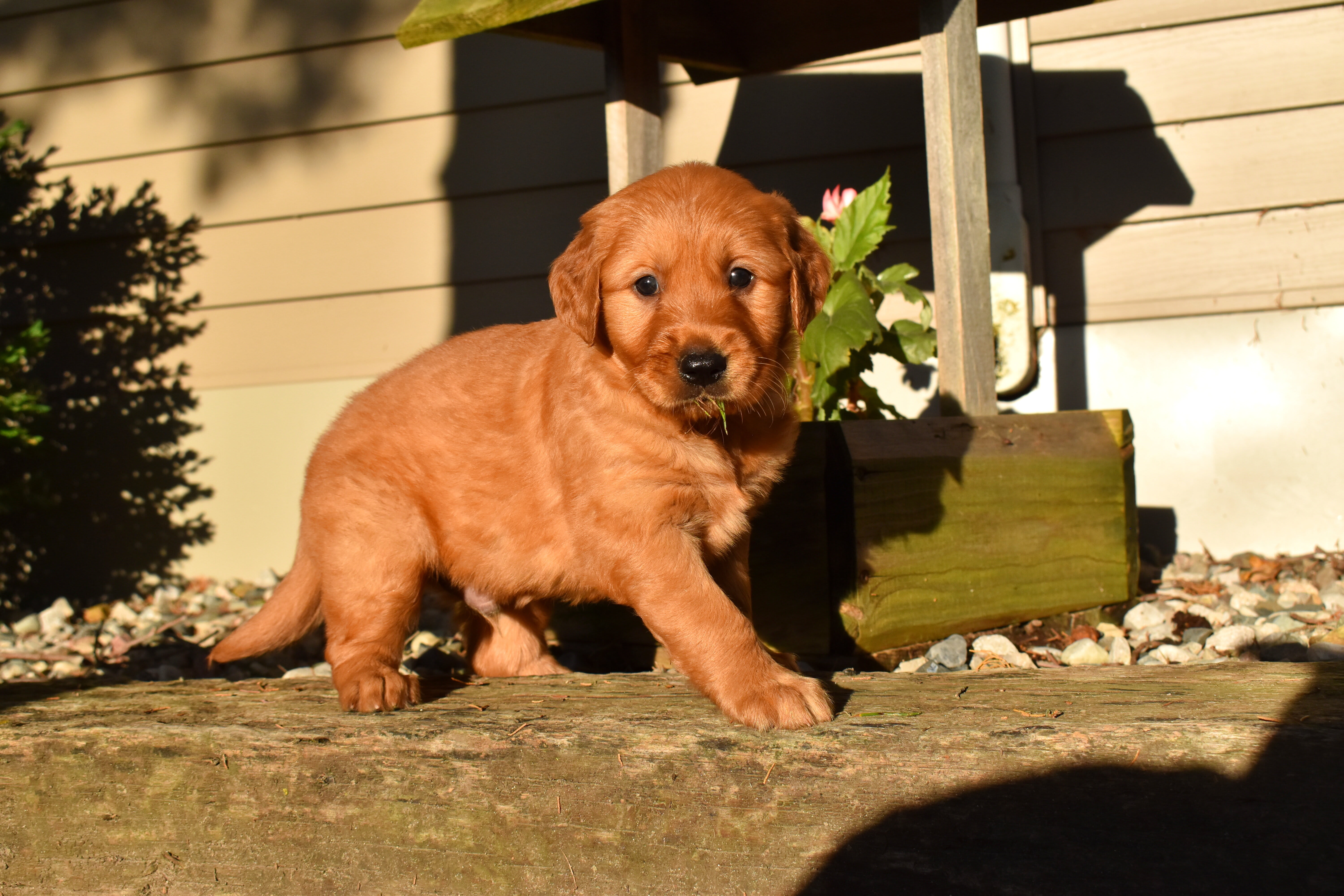 puppy