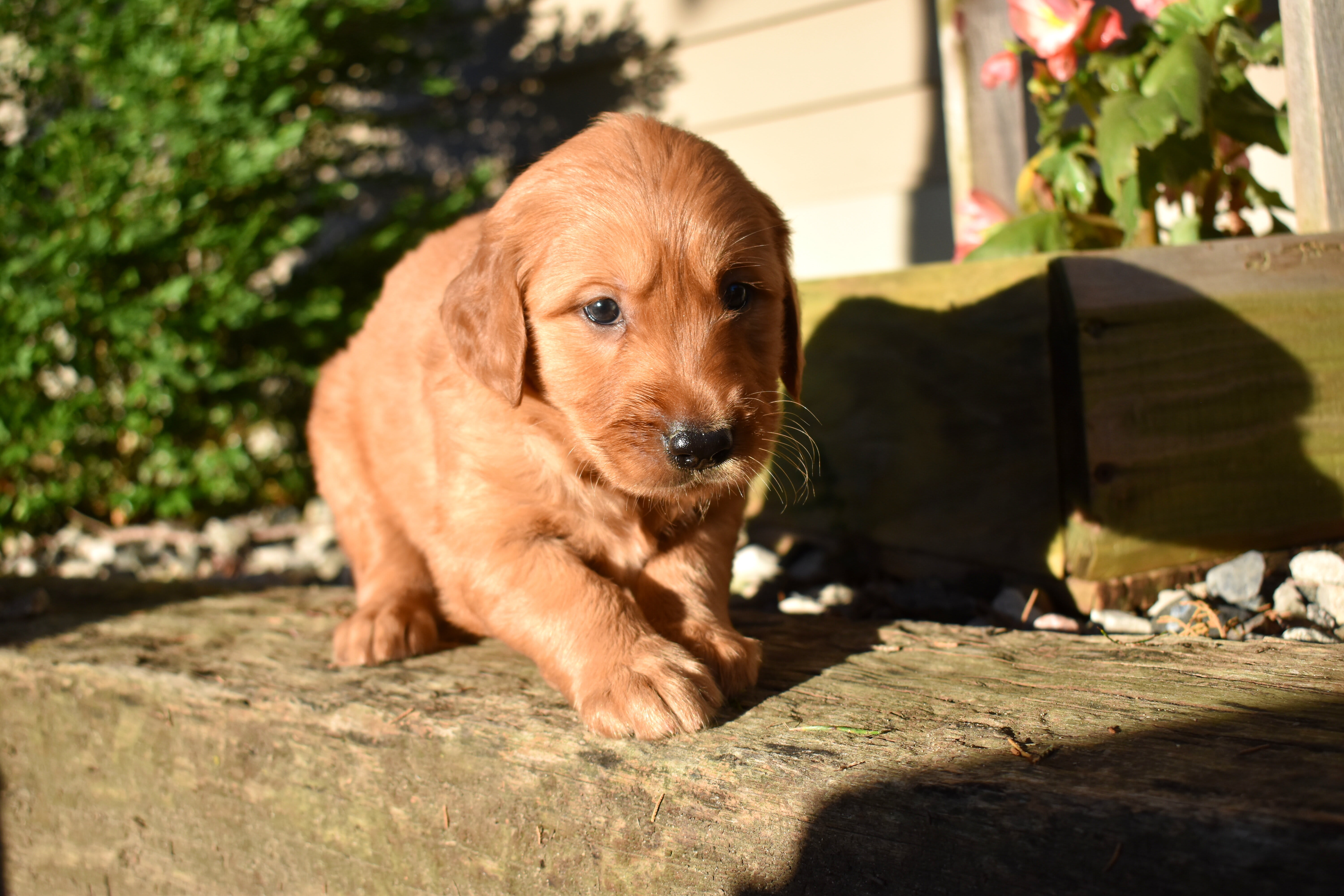 puppy