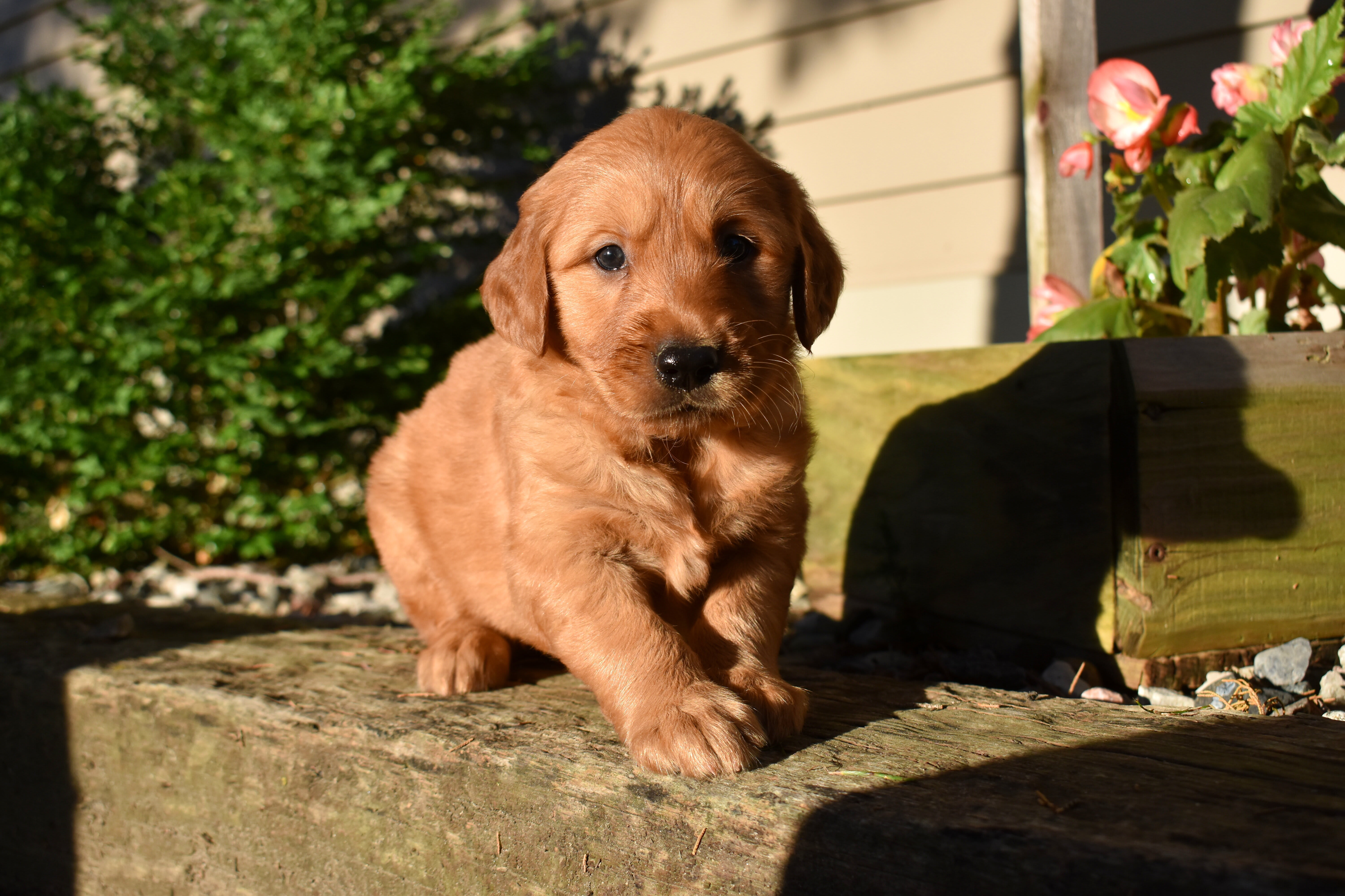 puppy