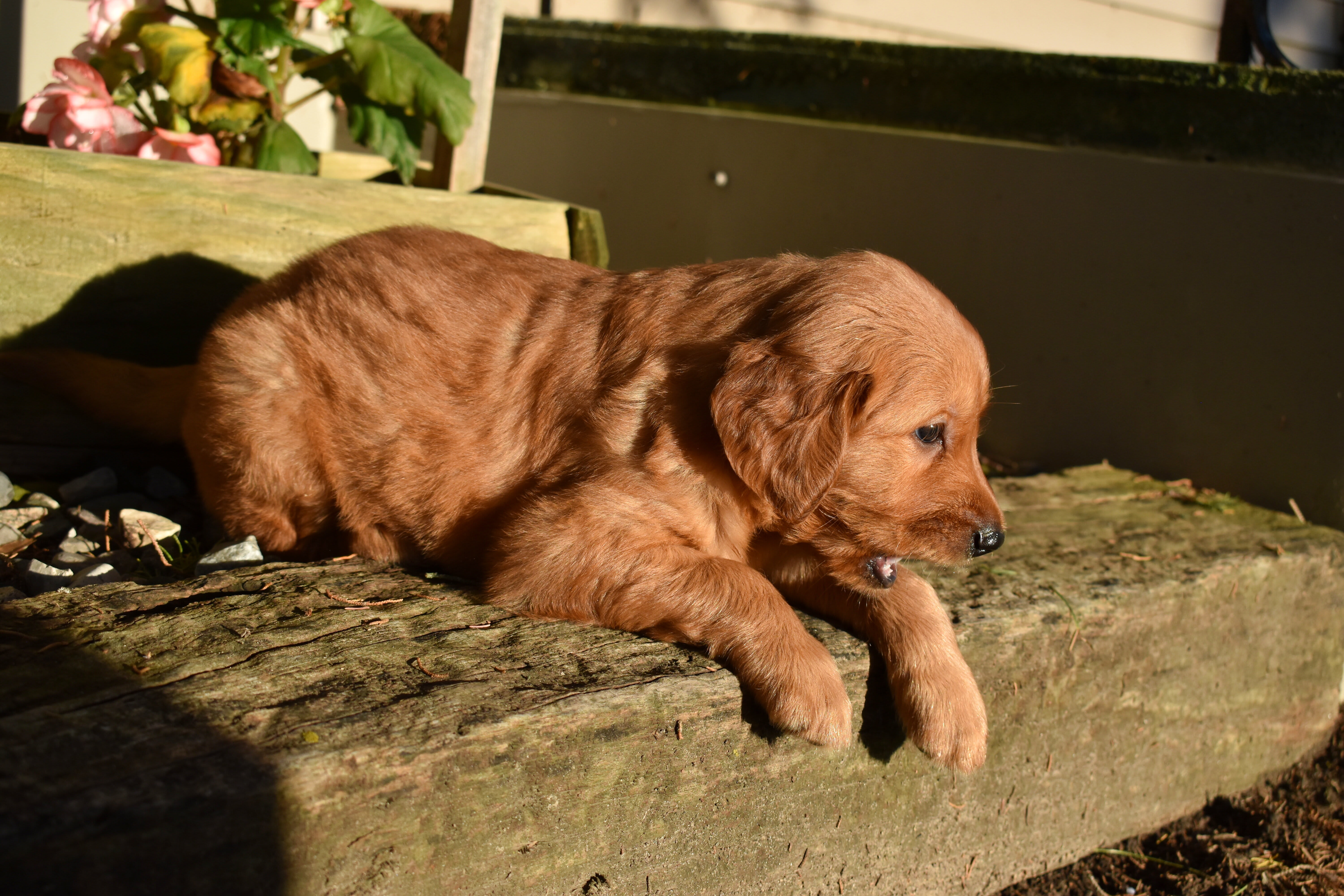puppy