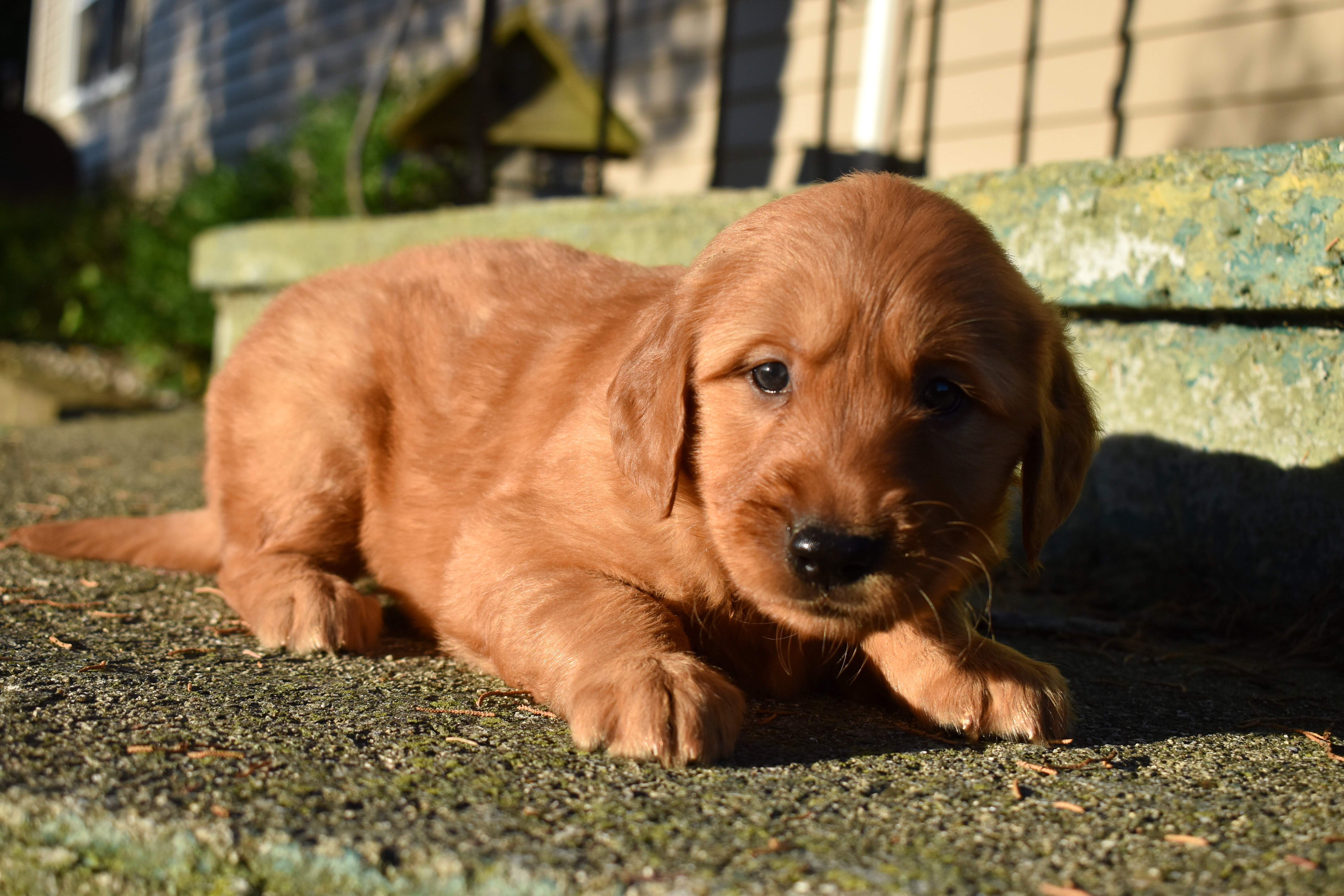 puppy