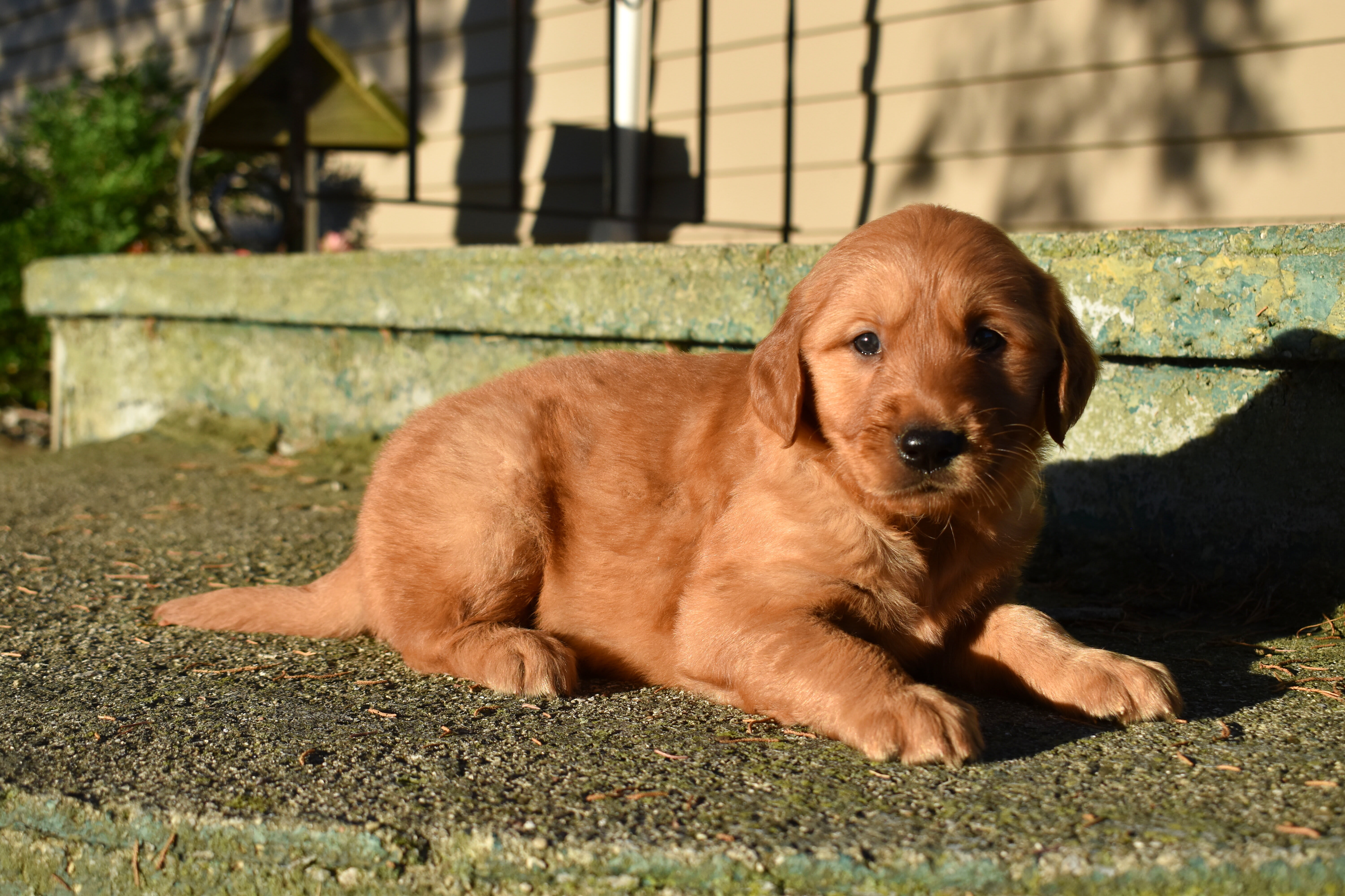 puppy