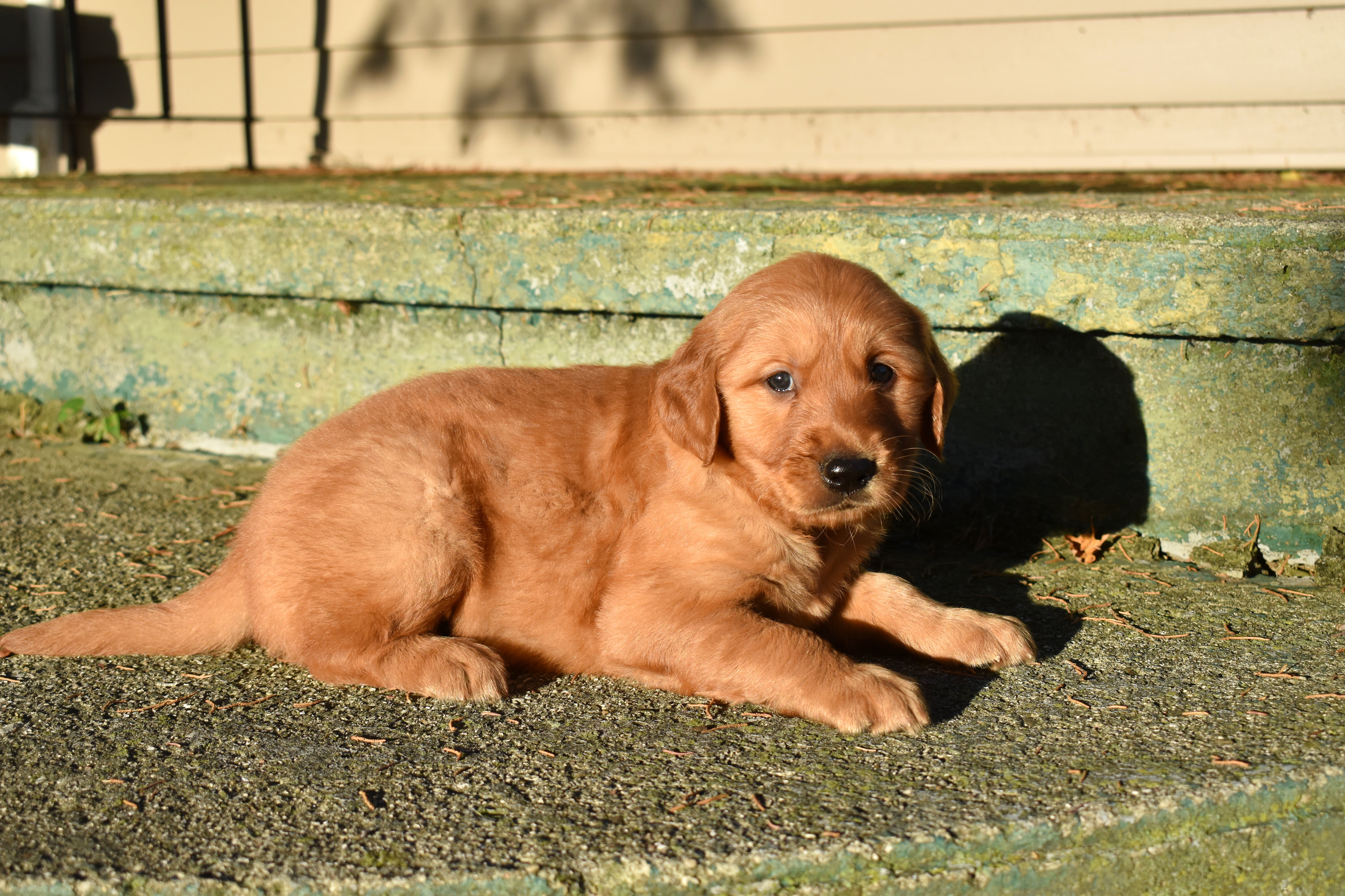puppy