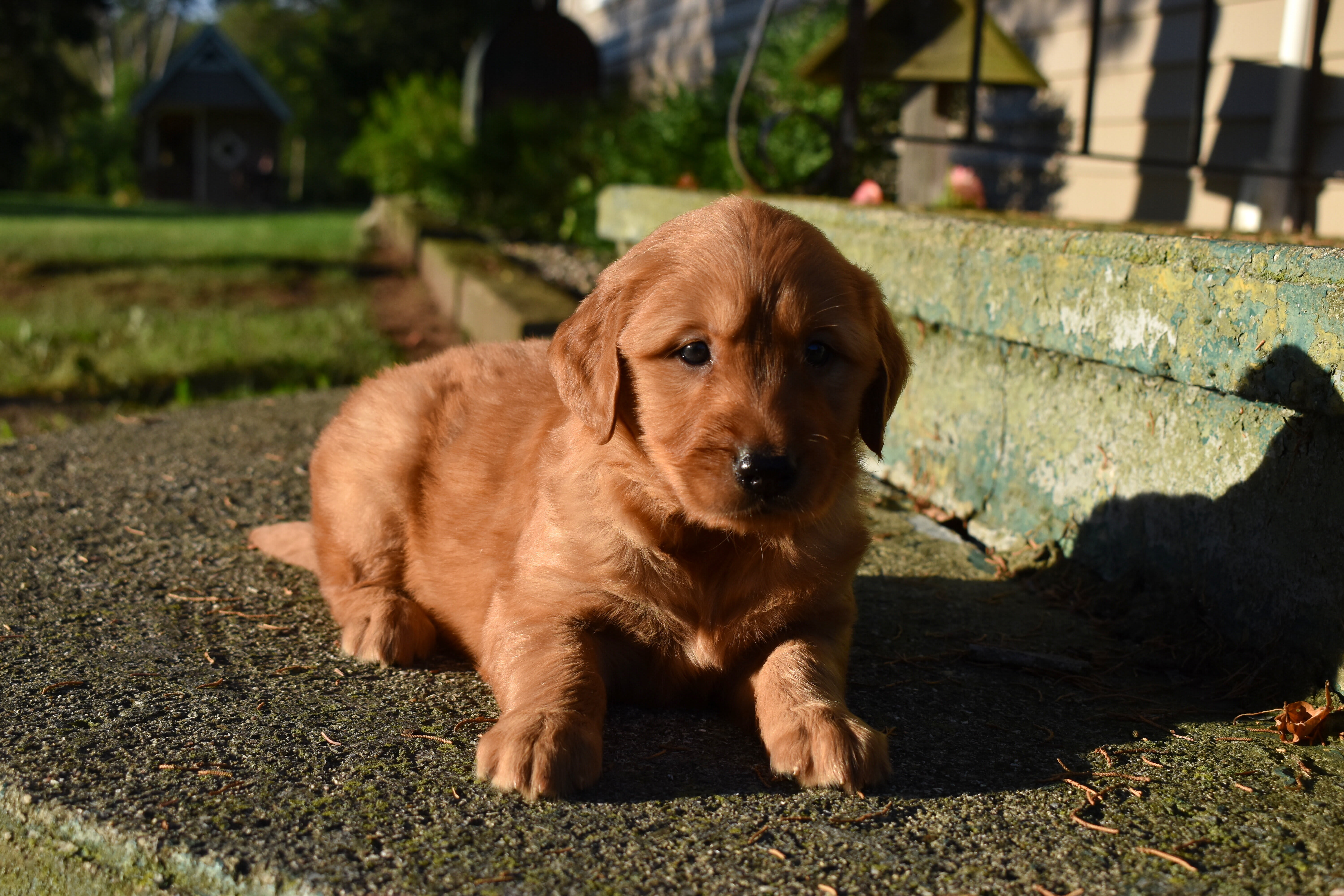 puppy