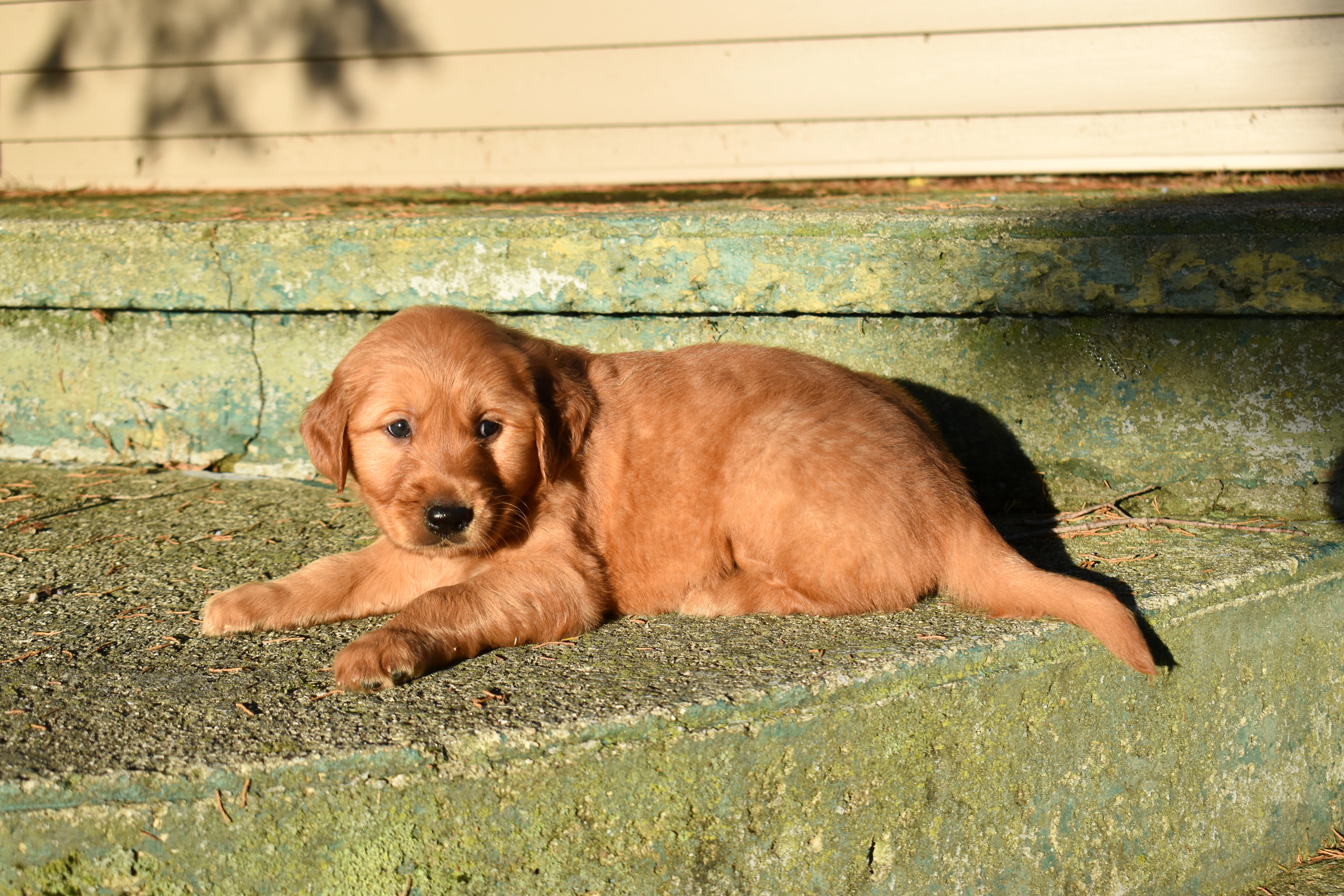 puppy