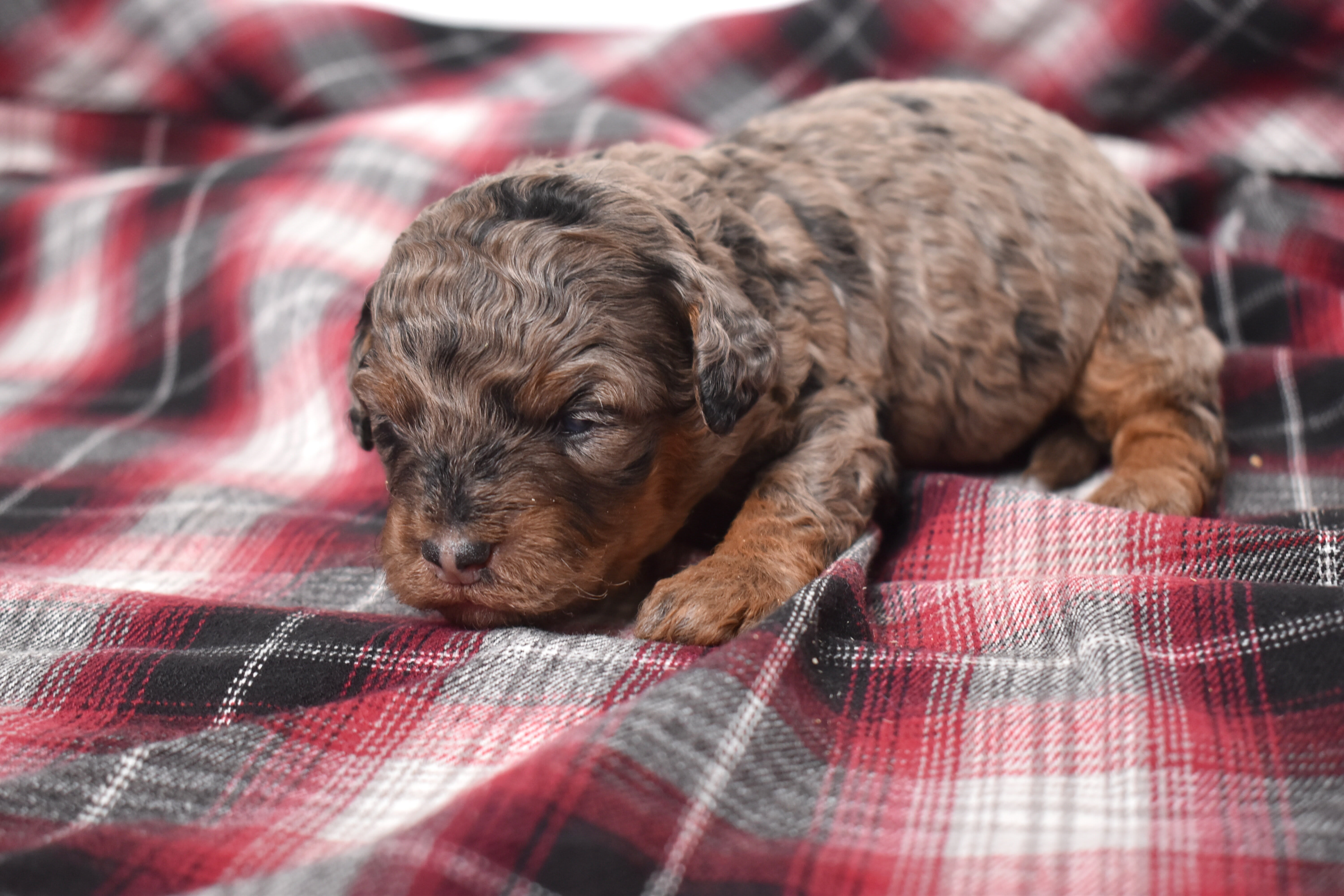 puppy