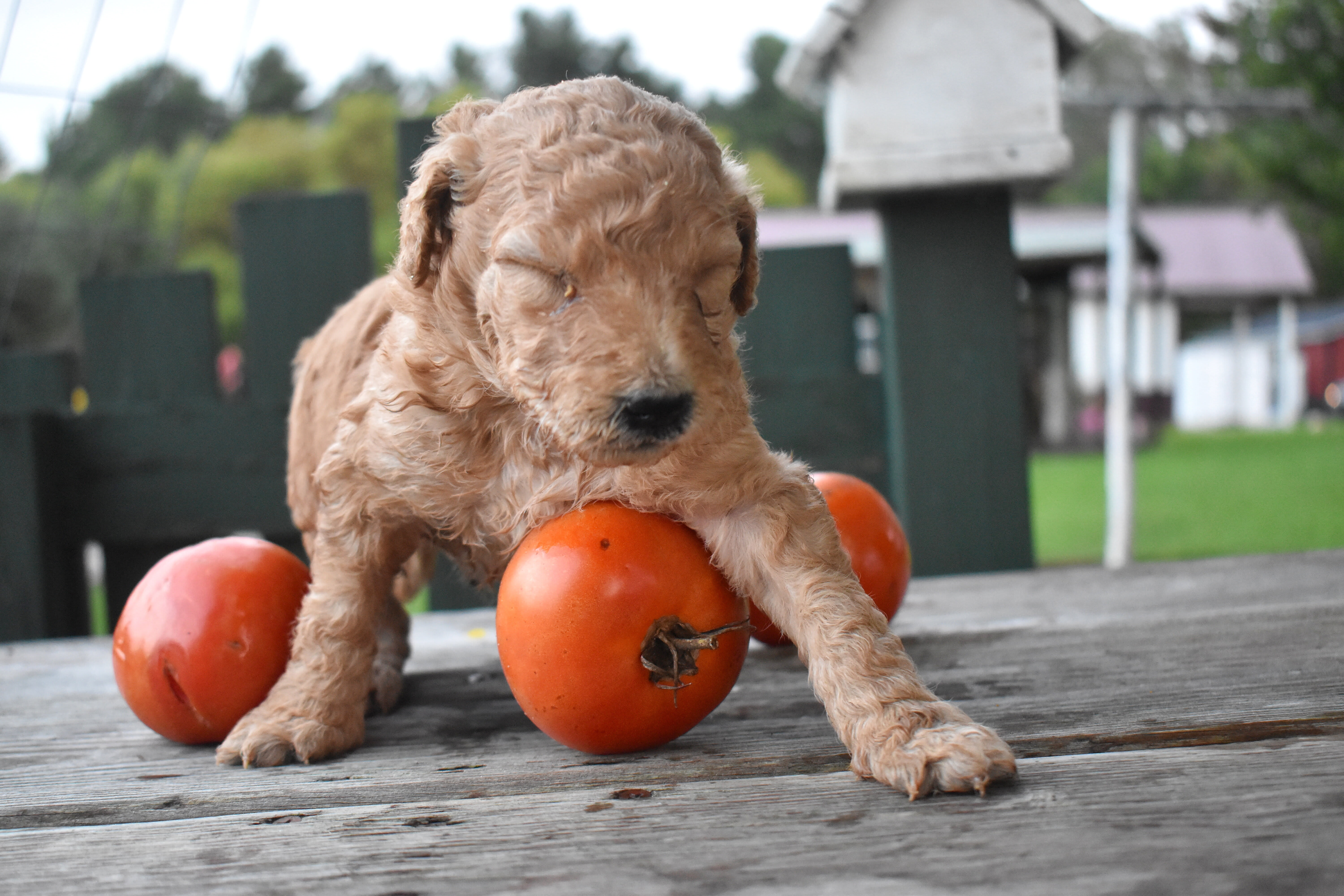 puppy
