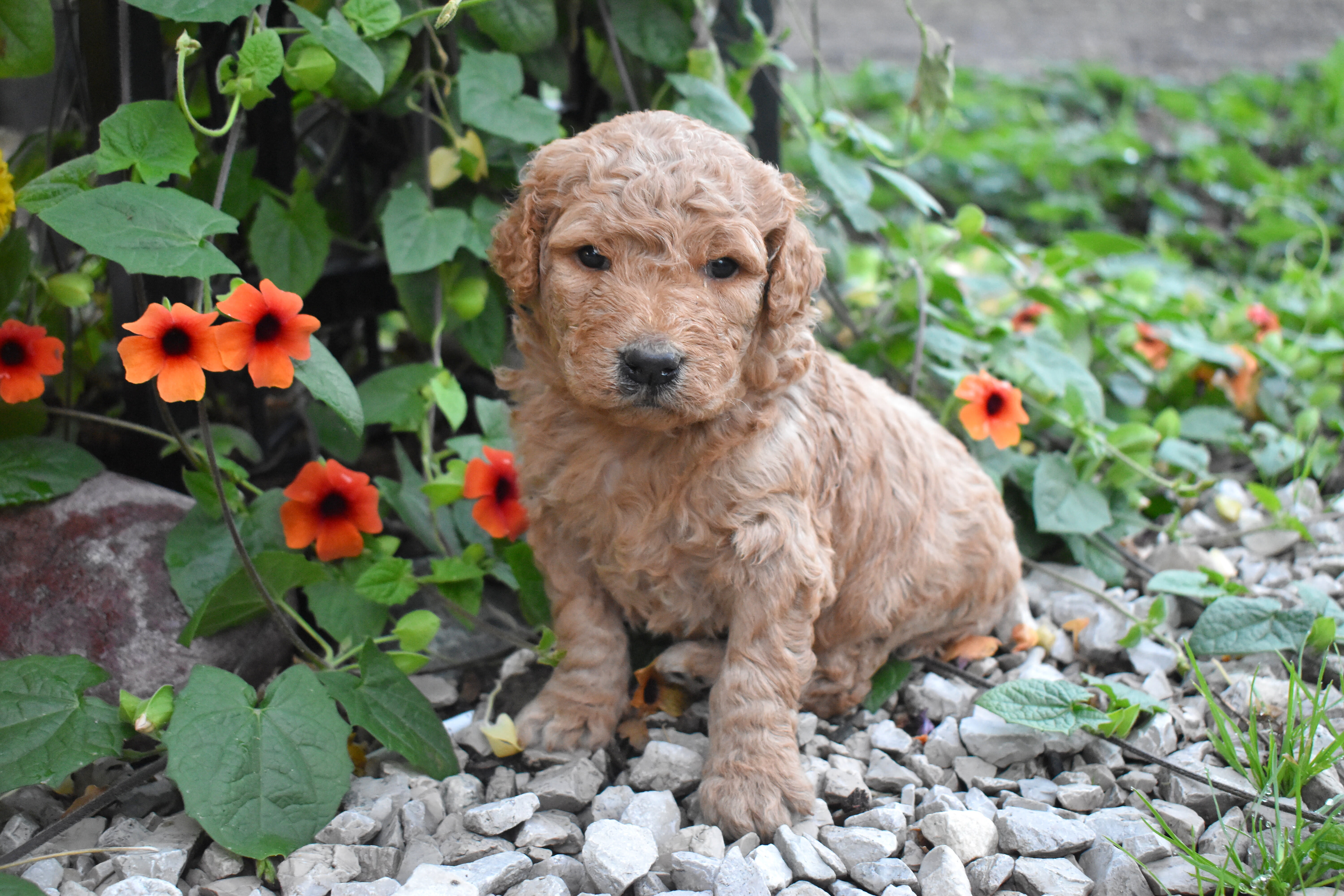 puppy