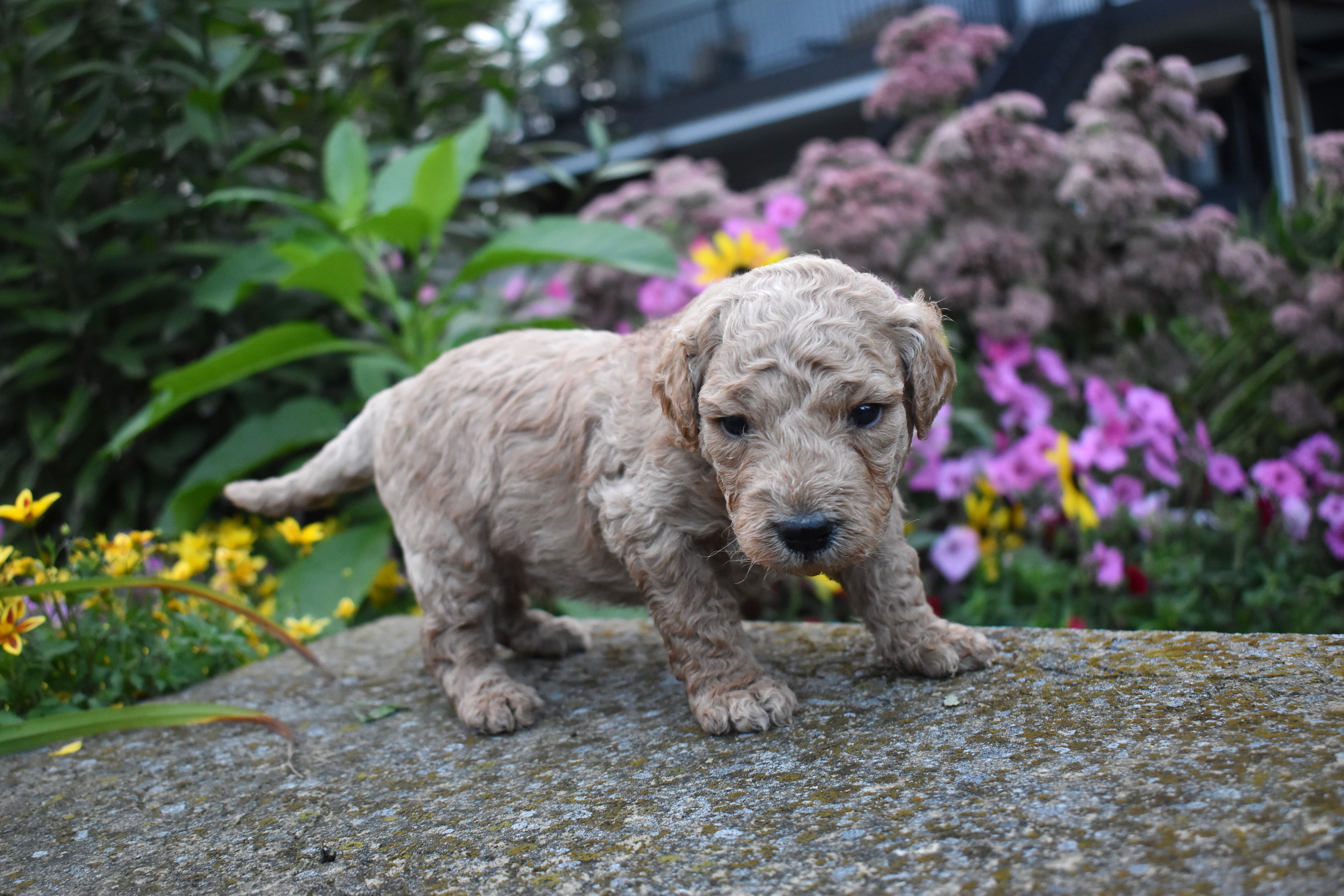 puppy