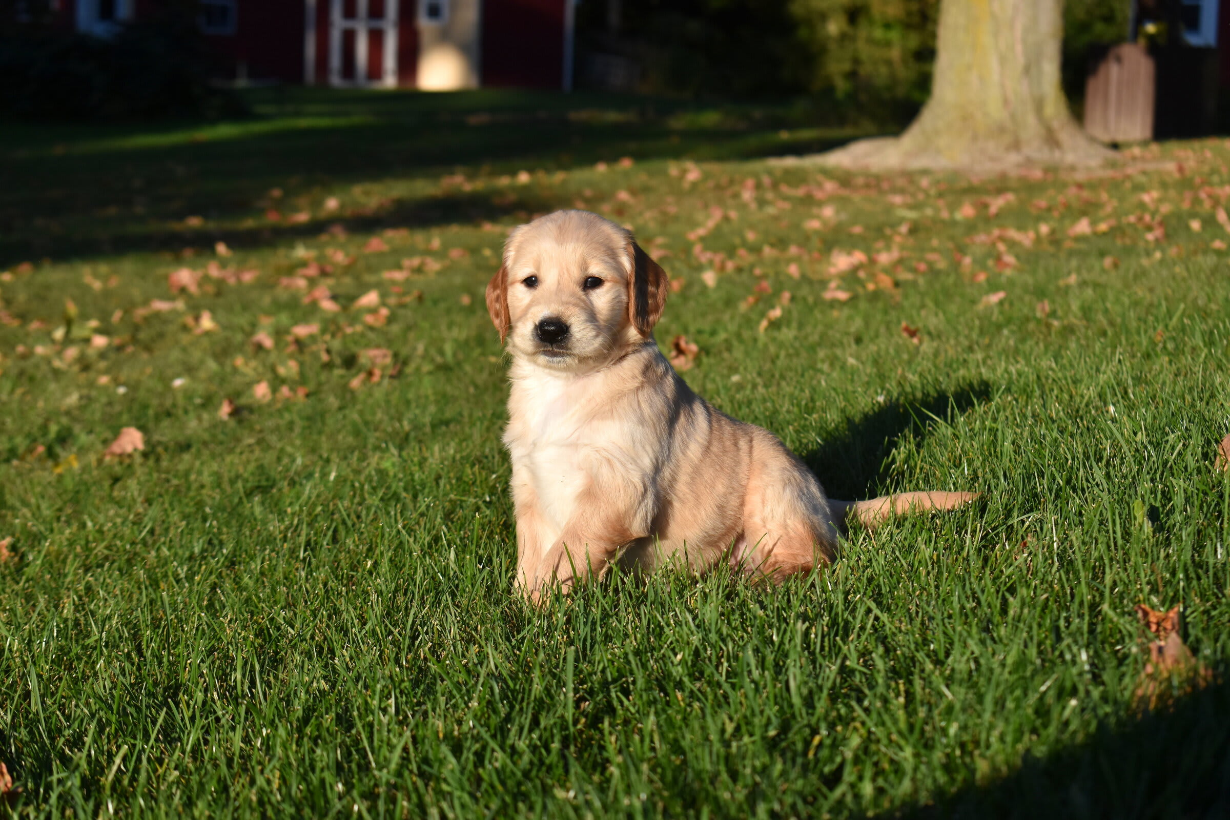 puppy