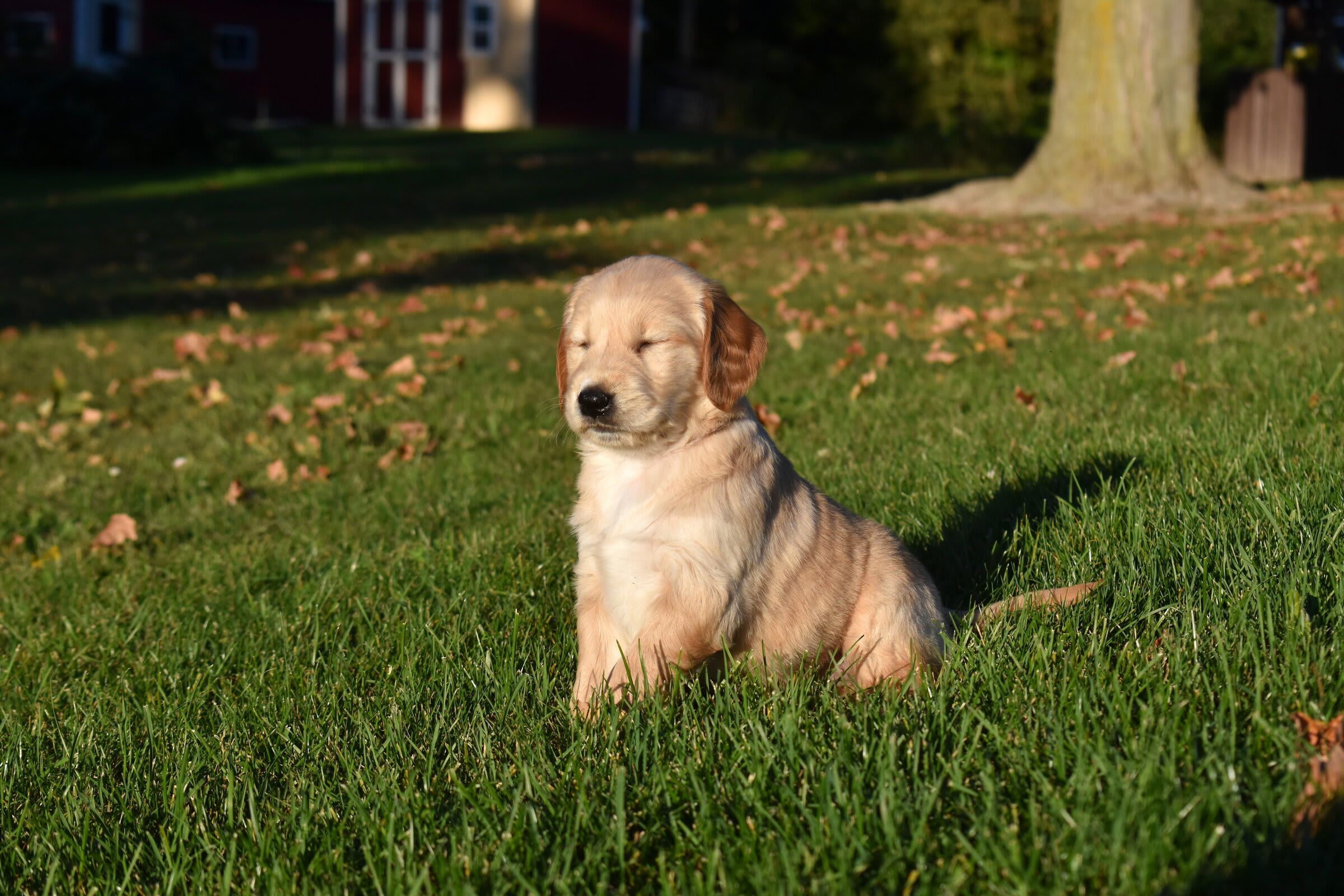 puppy
