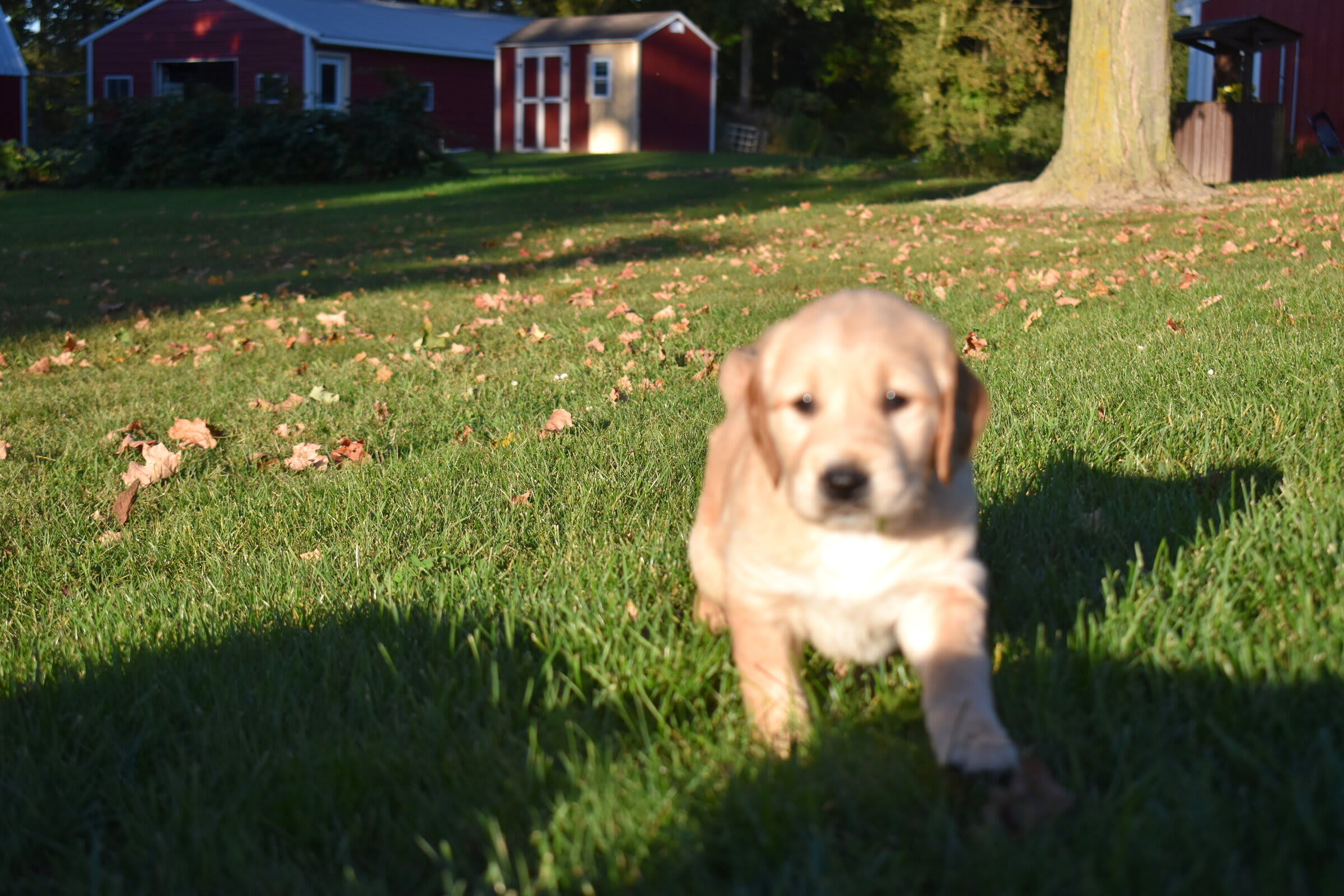 puppy