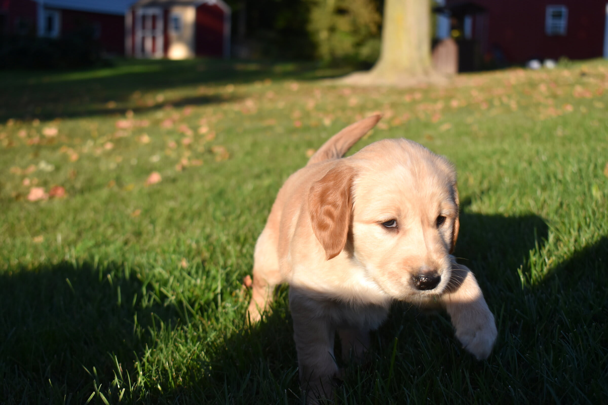 puppy