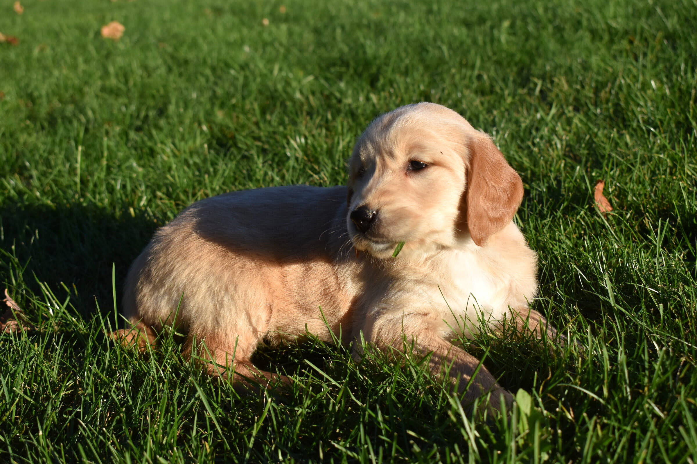 puppy