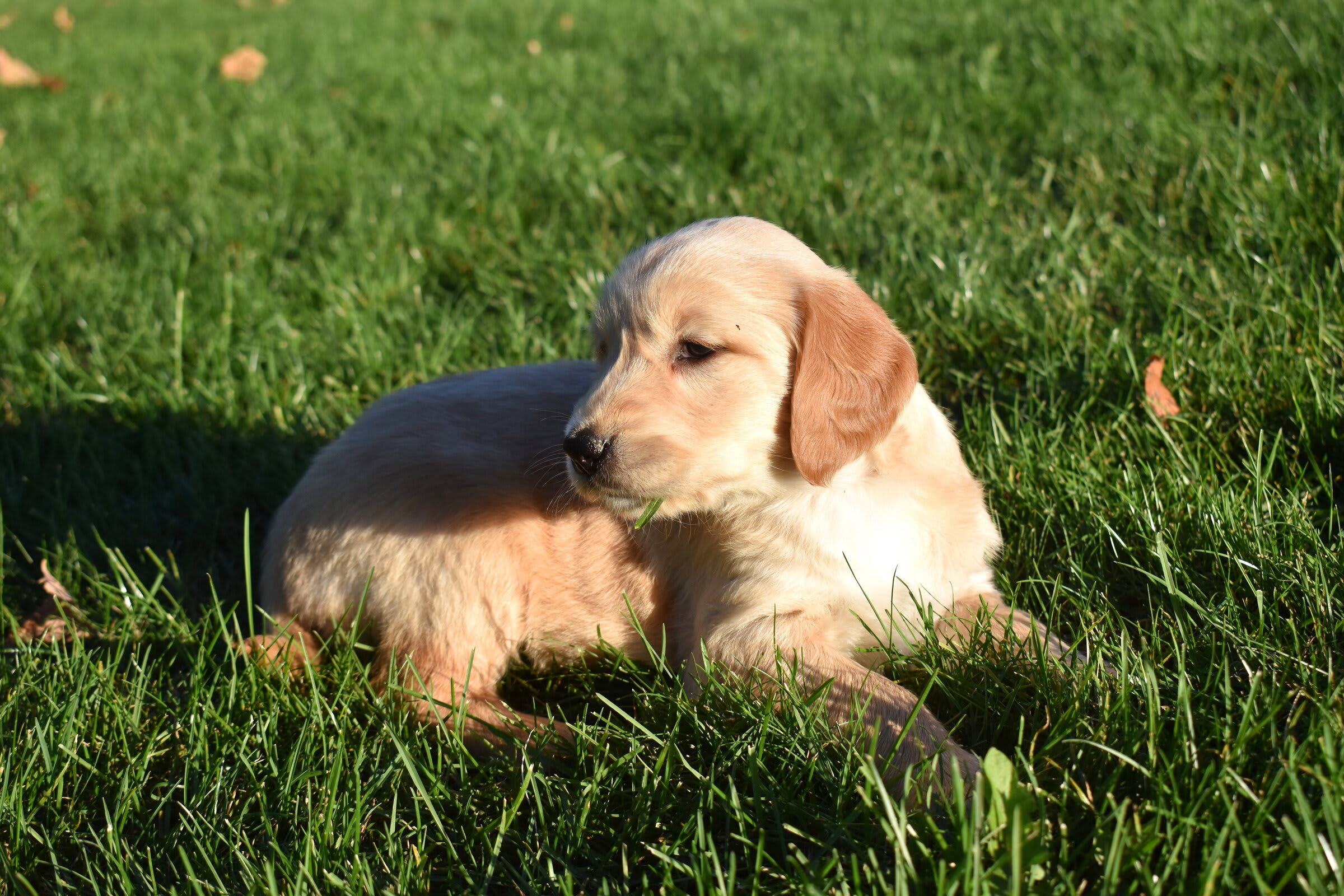 puppy