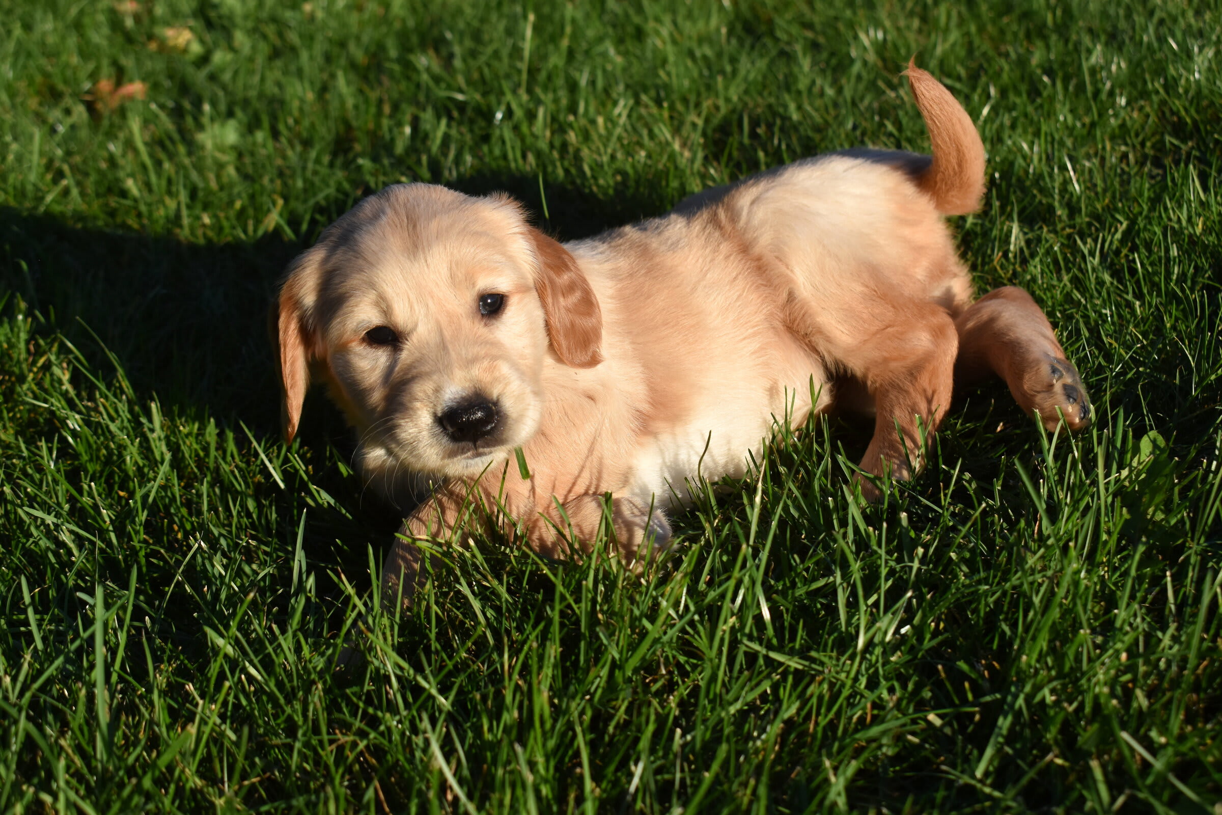 puppy