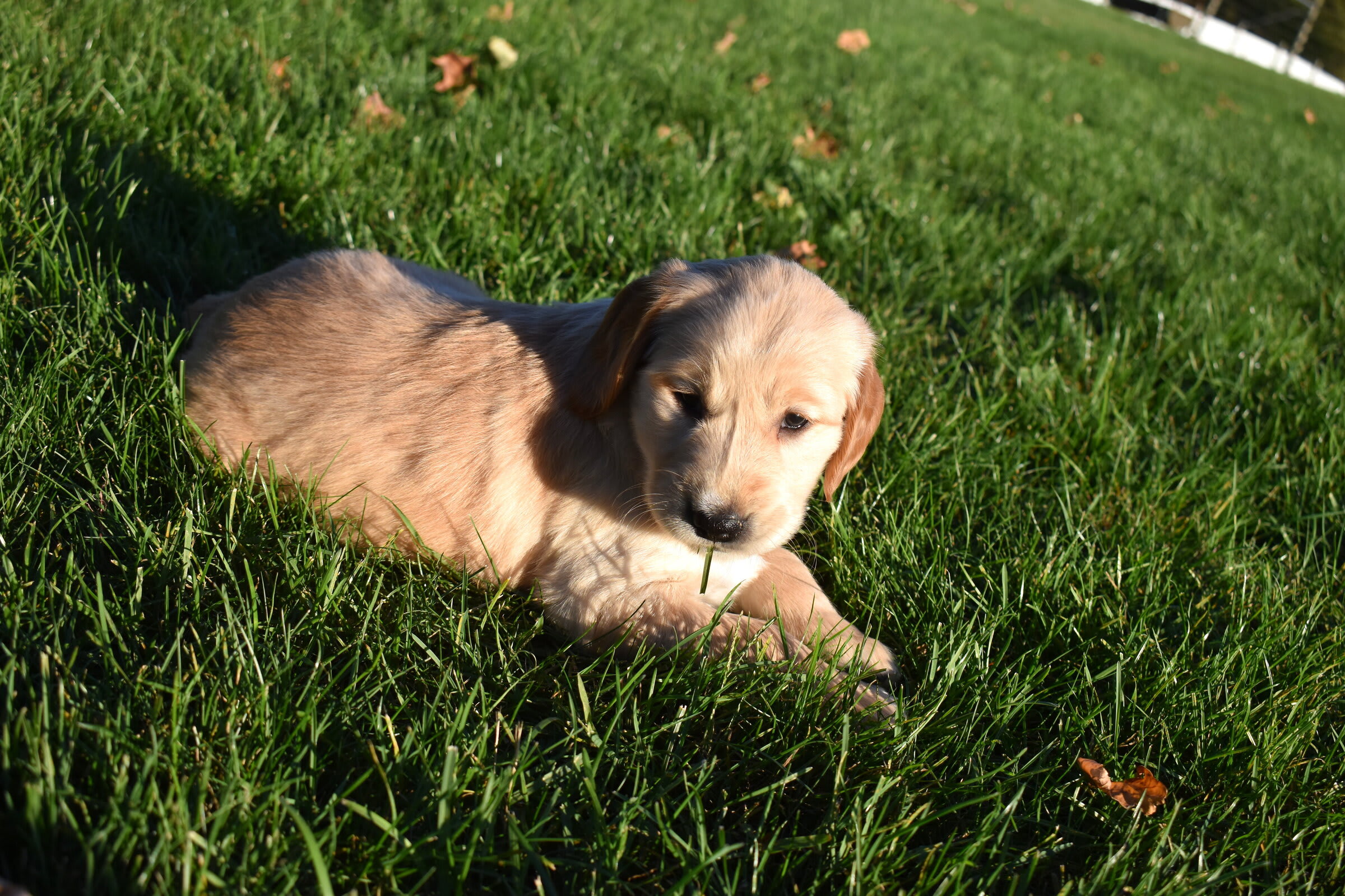 puppy