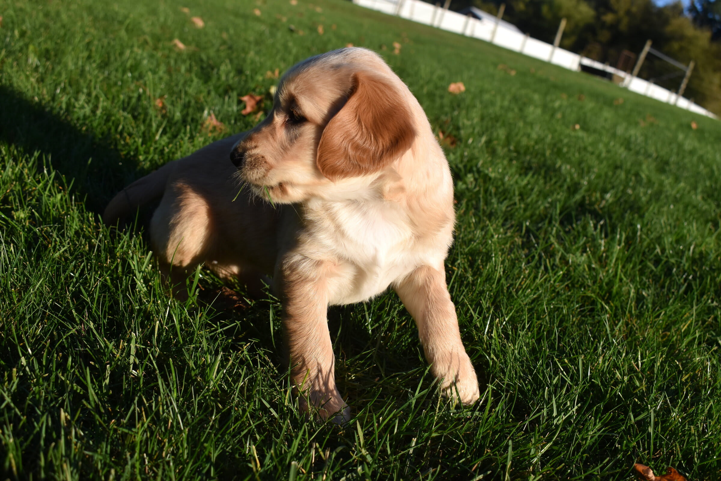puppy