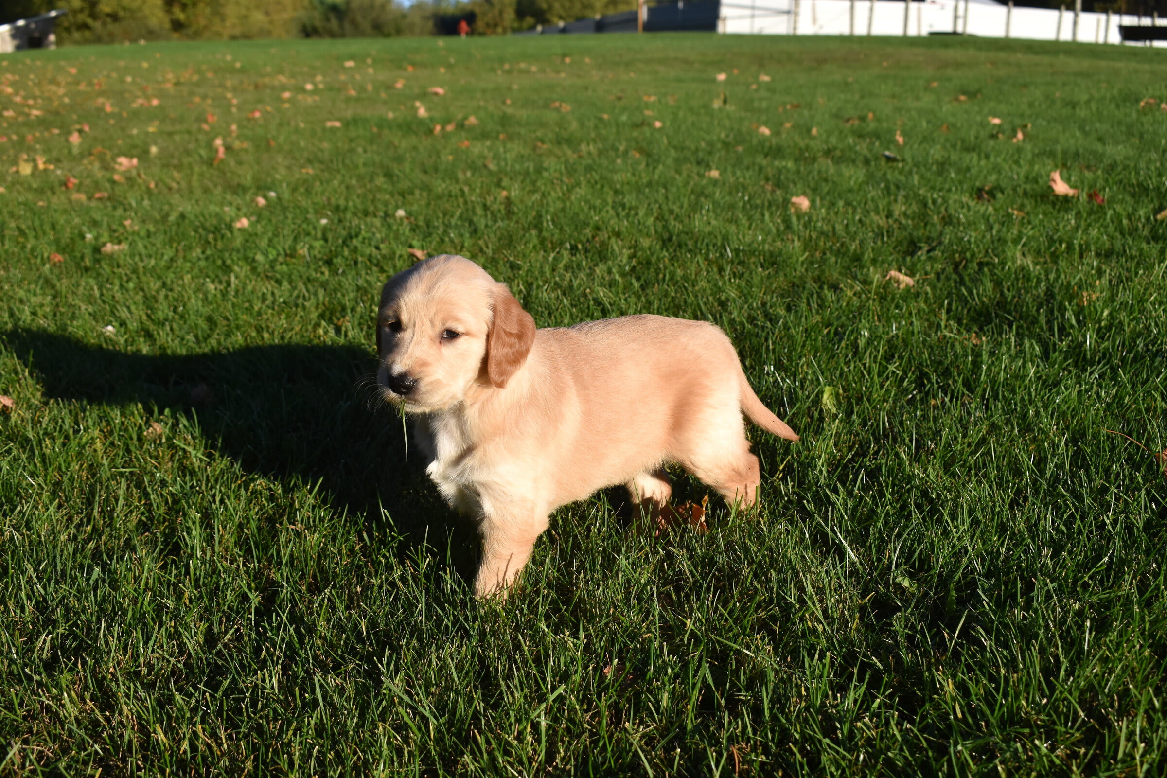 puppy