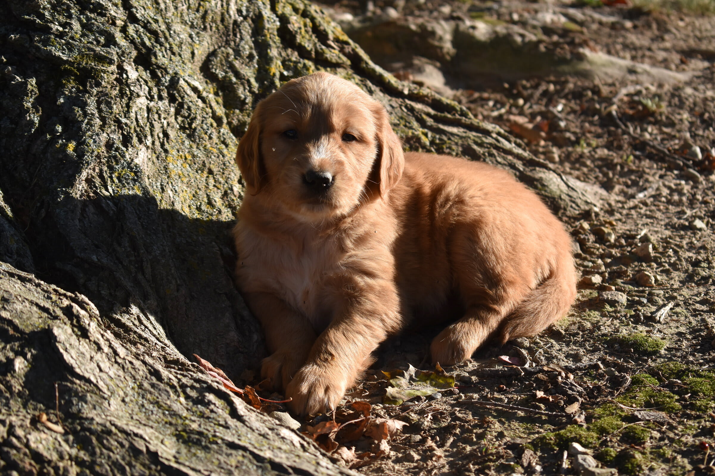 puppy