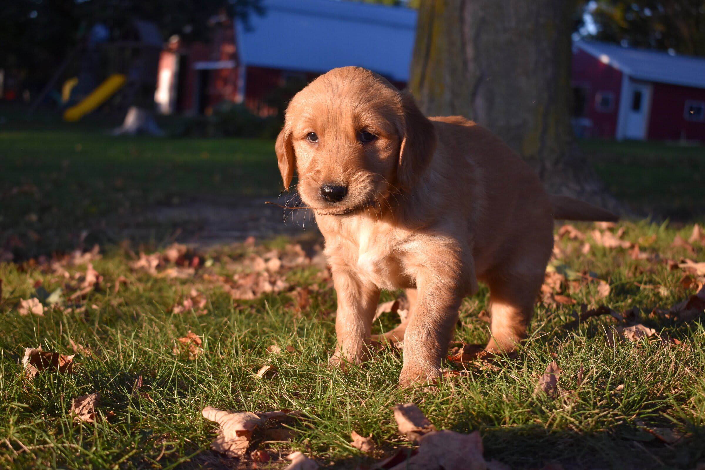 puppy