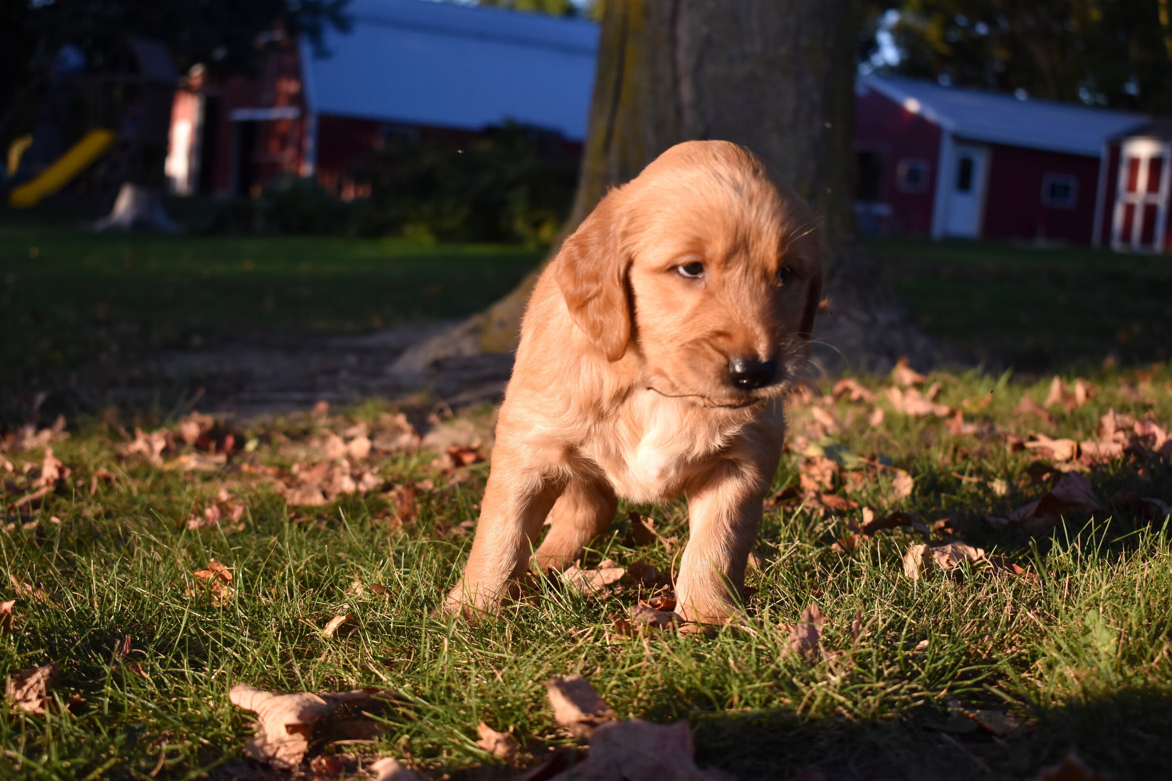 puppy