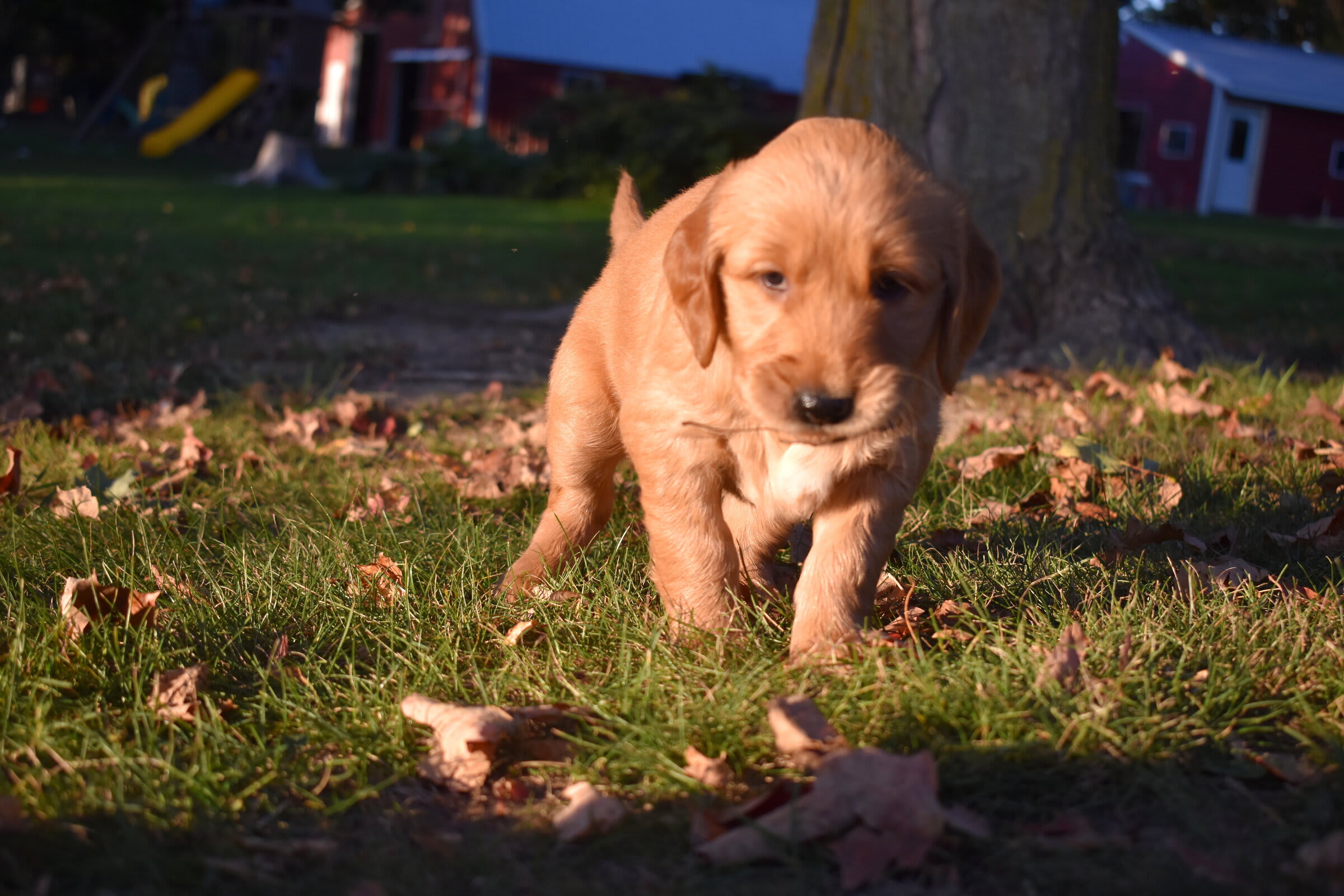 puppy
