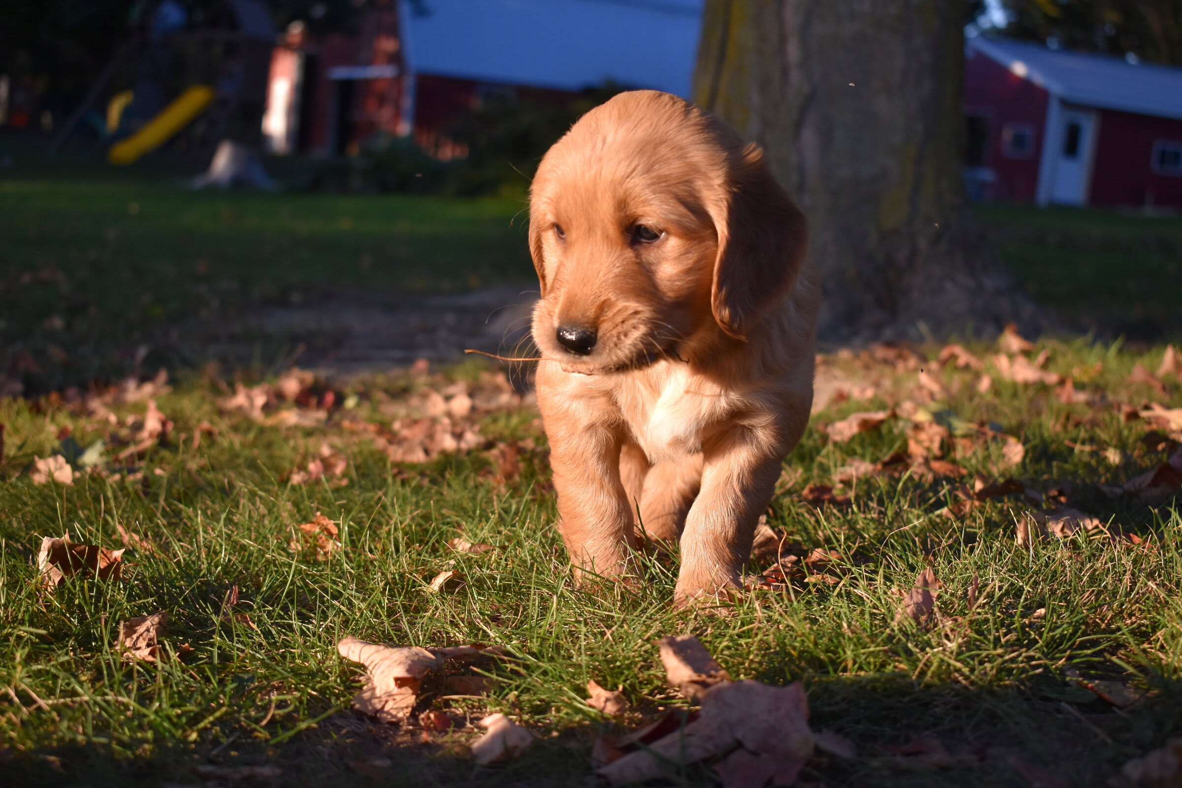 puppy
