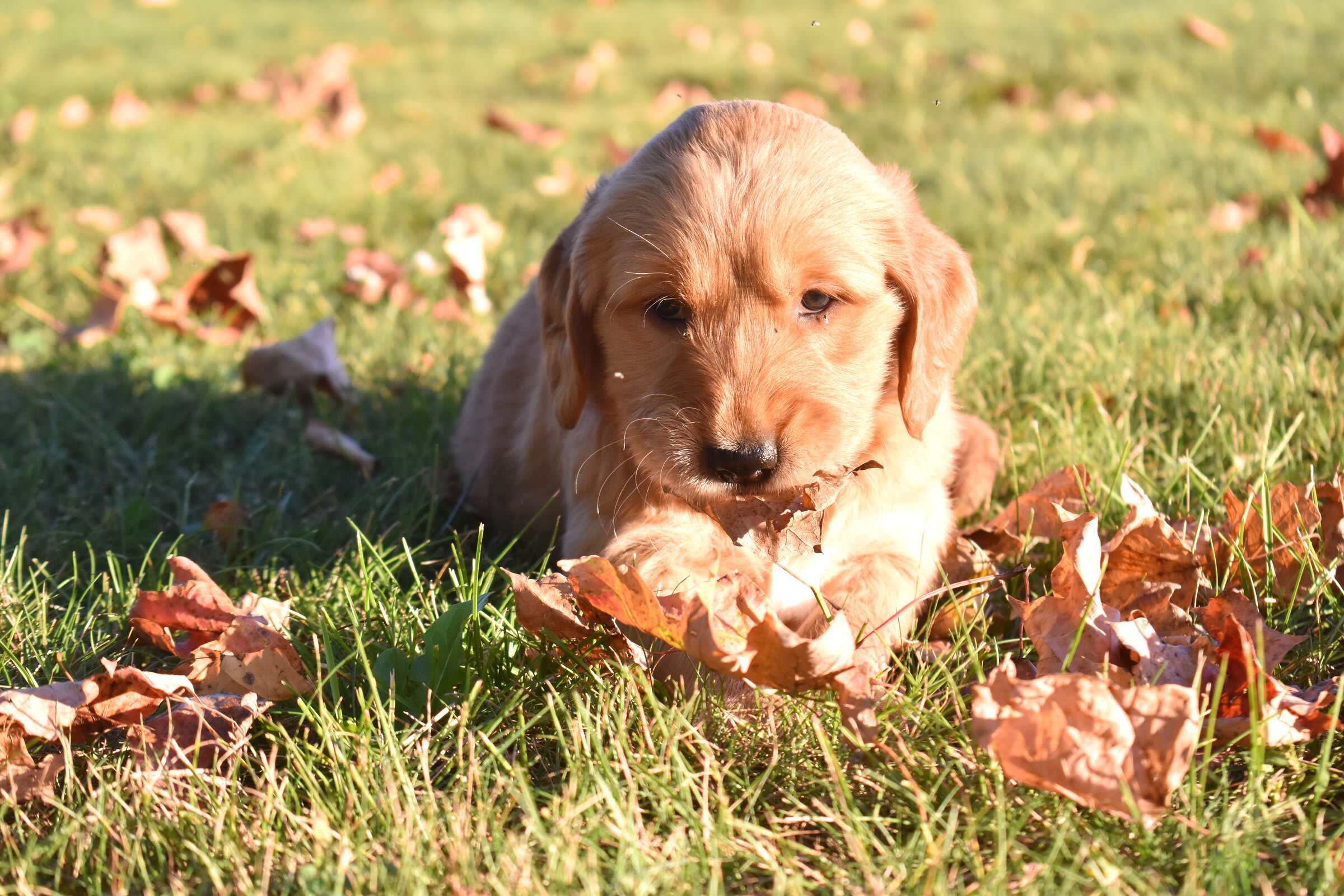 puppy
