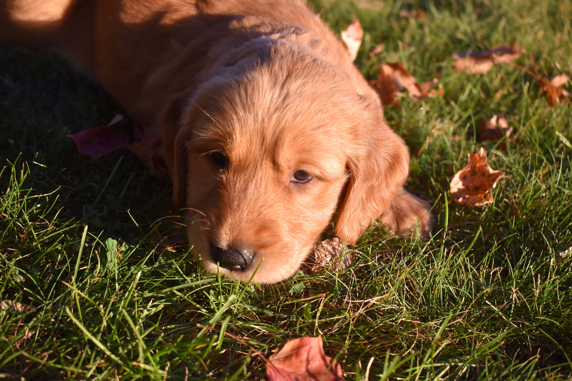 puppy