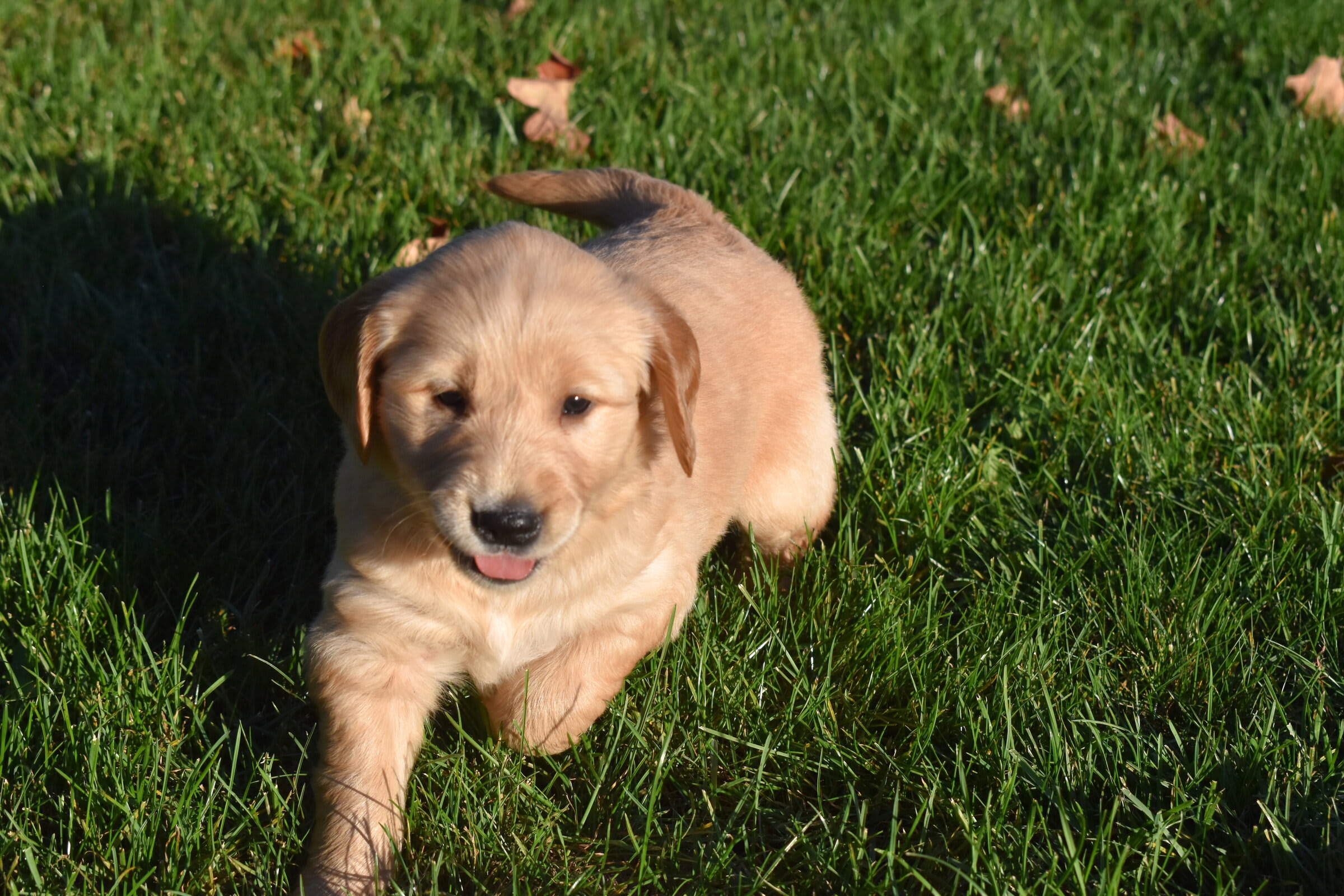 puppy