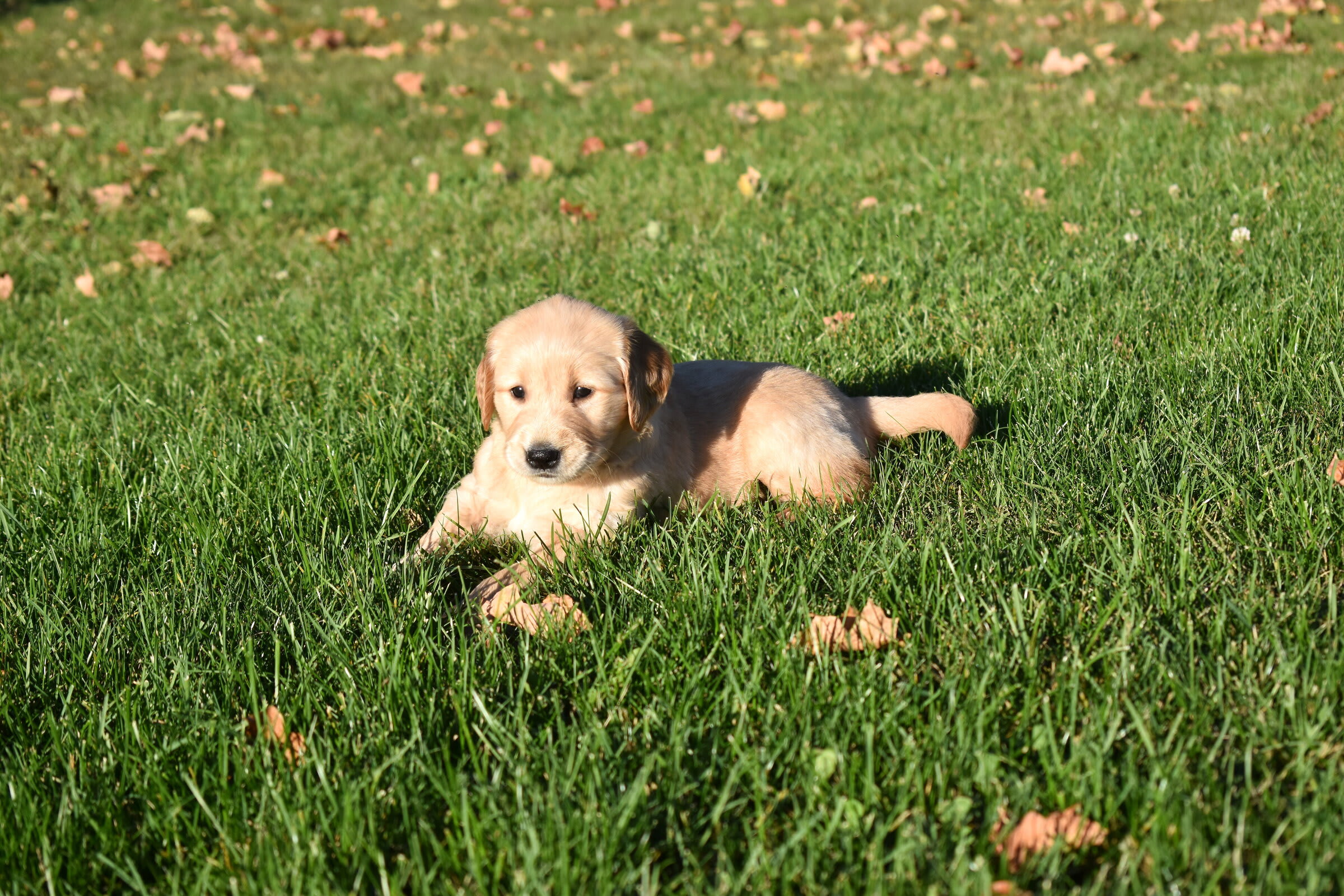 puppy
